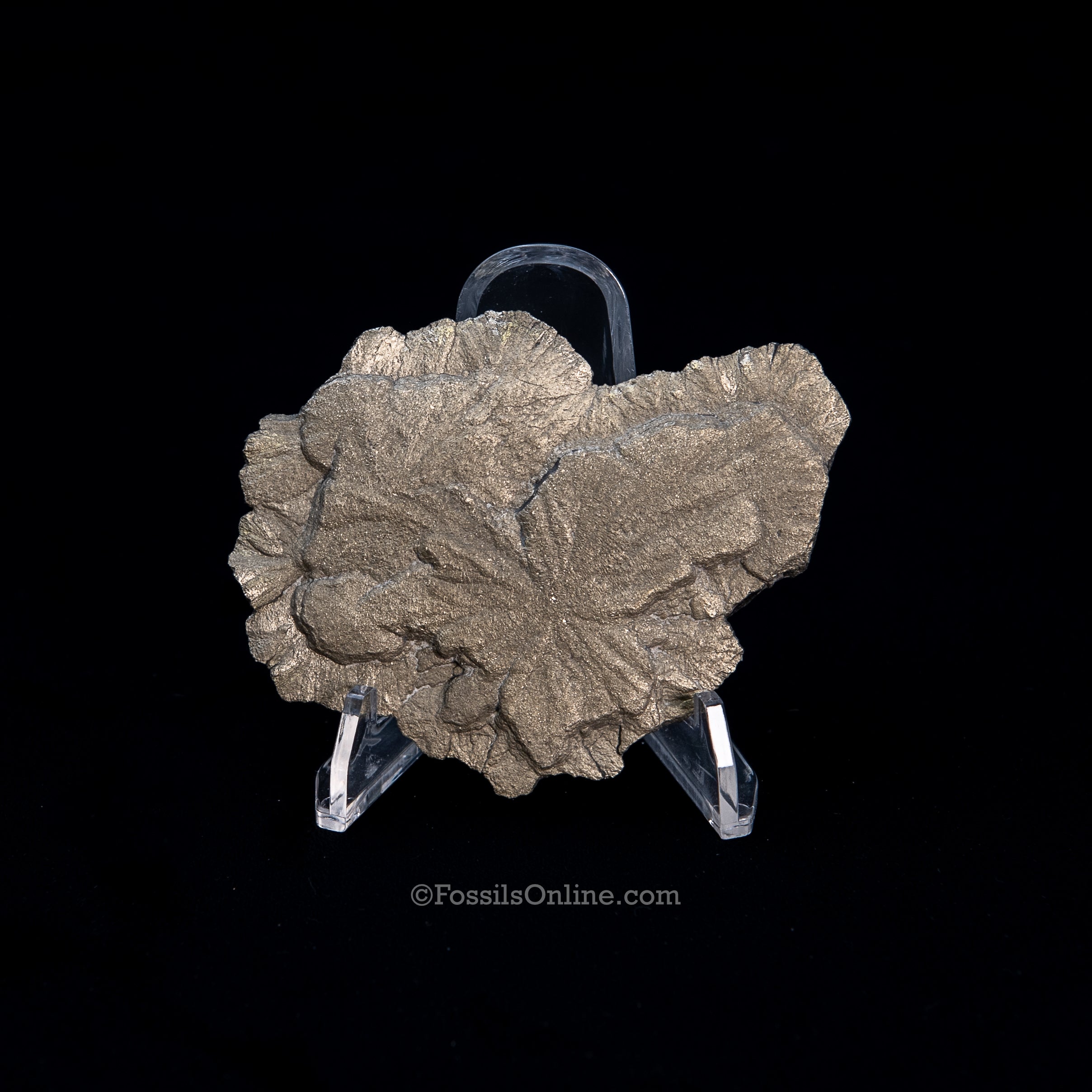 Pyrite Sun / Miner's Dollar 3.30"