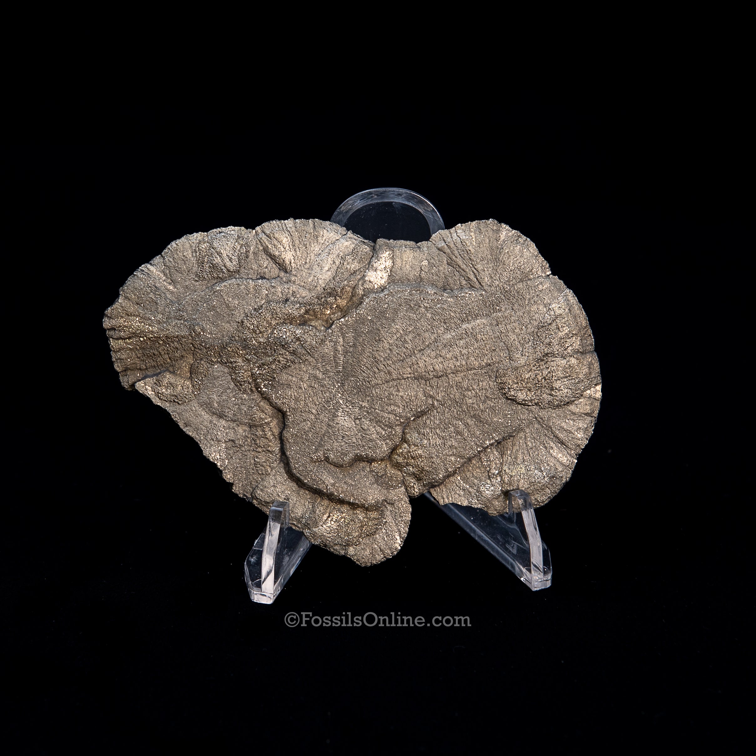 Pyrite Sun / Miner's Dollar 3.72"