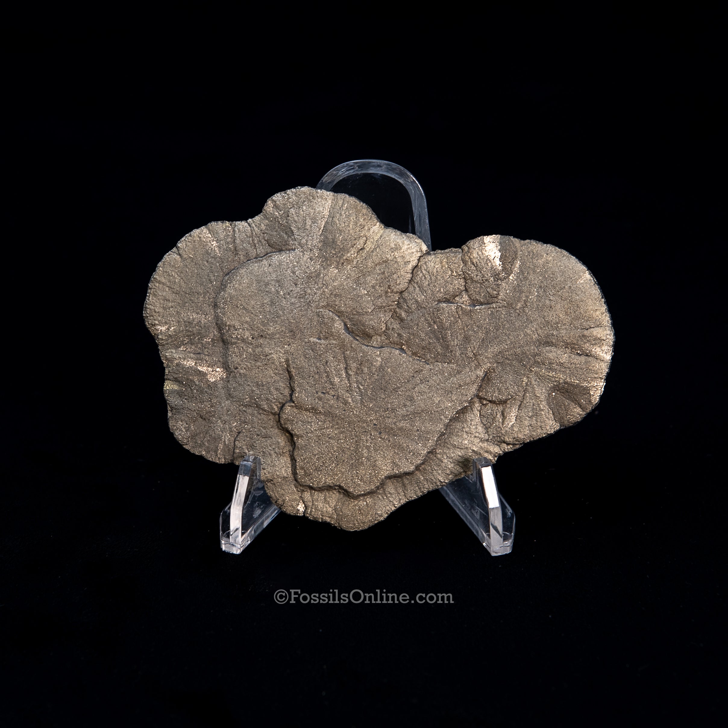 Pyrite Sun / Miner's Dollar 3.58"