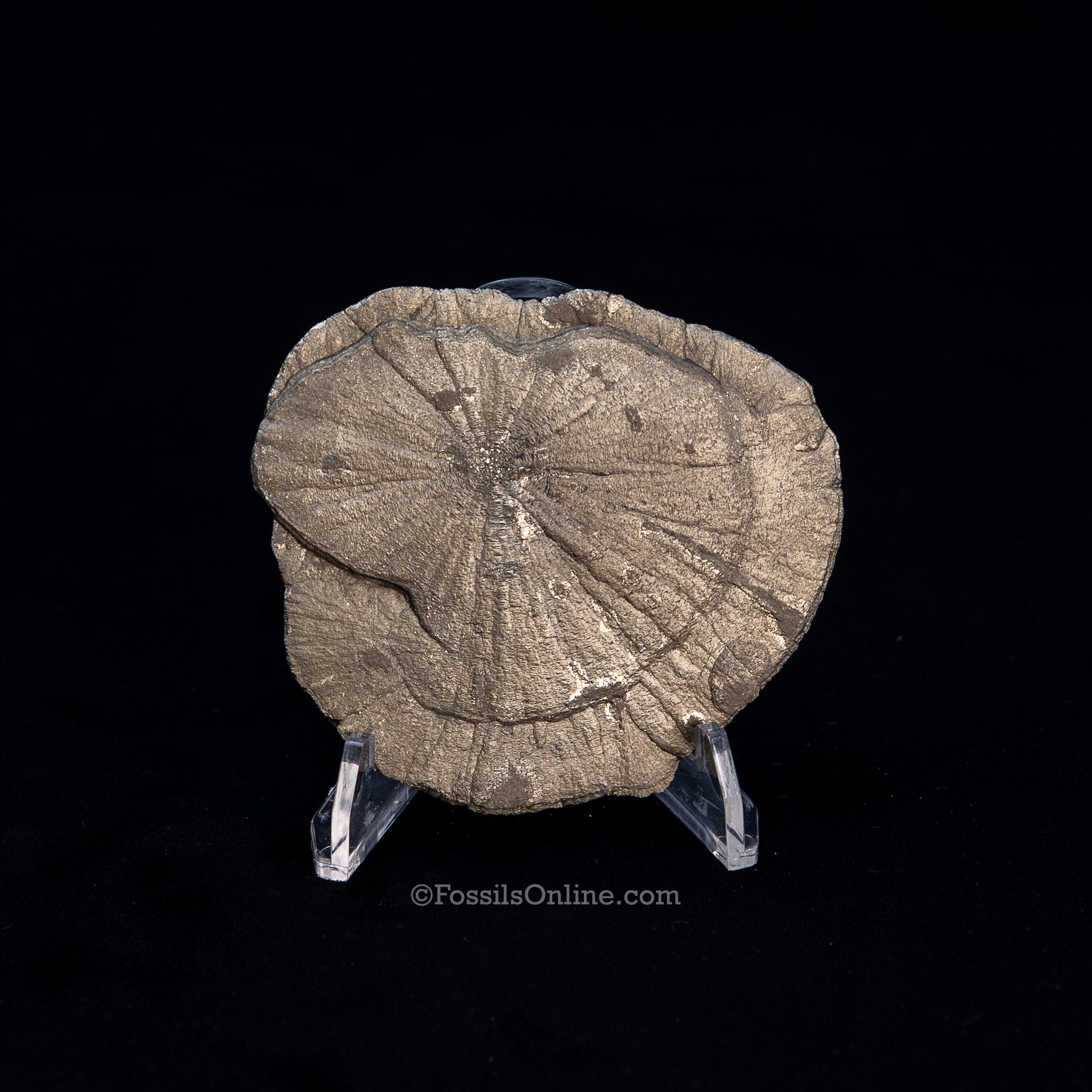 Pyrite Sun / Miner's Dollar 2.99"