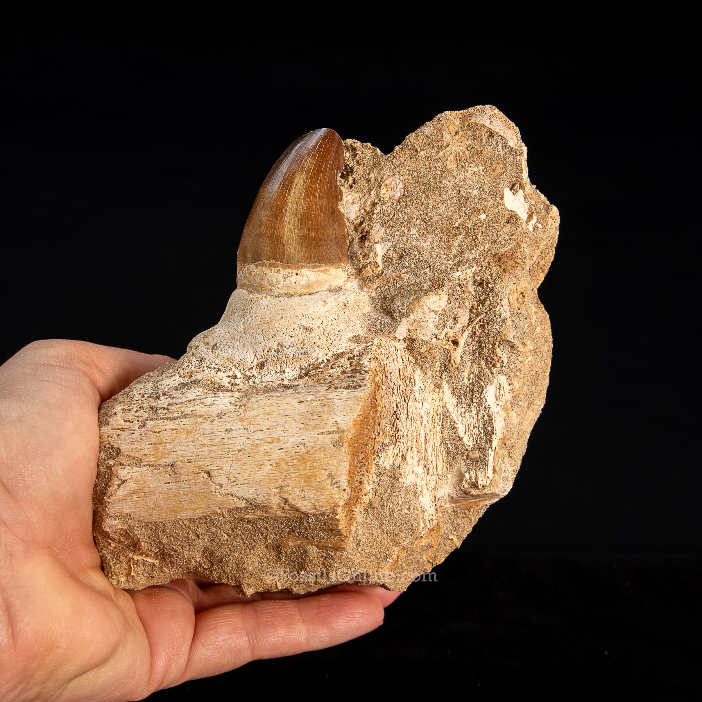 Mosasaurus Jaw in Matrix