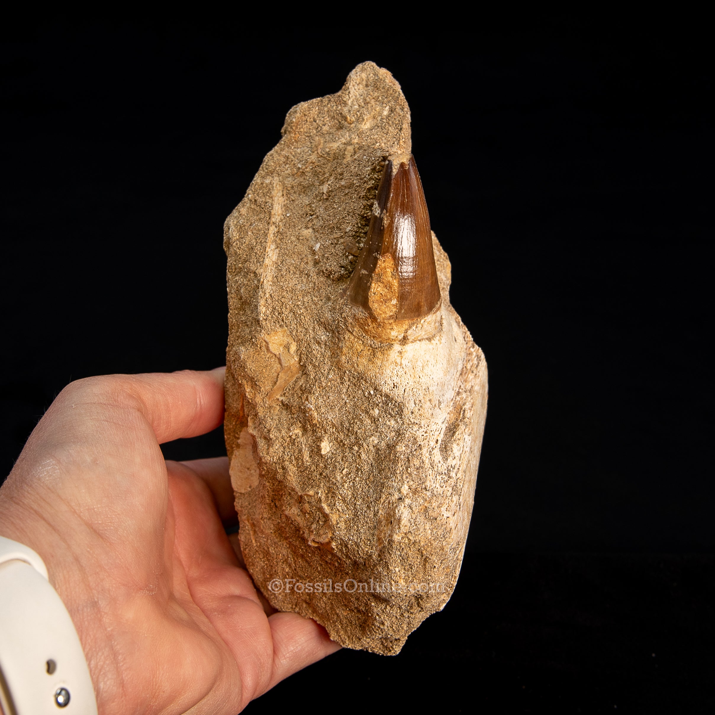 Mosasaurus Jaw in Matrix