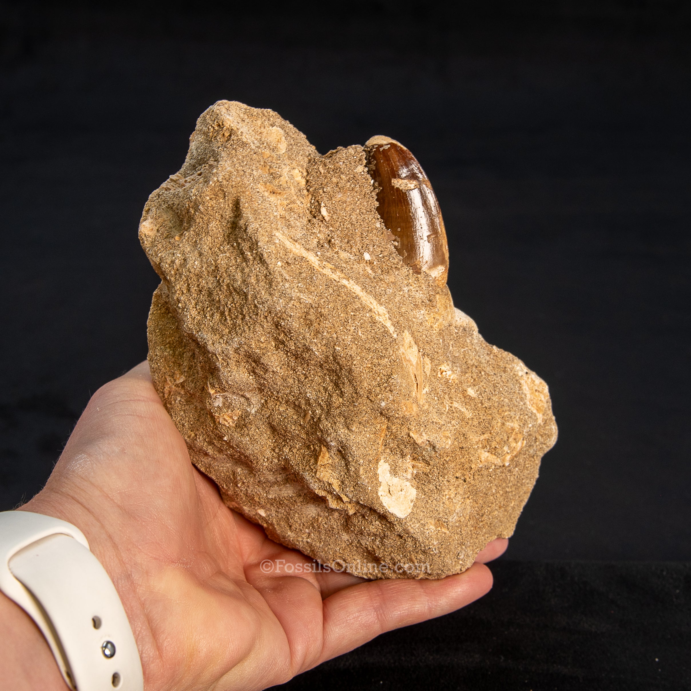 Mosasaurus Jaw in Matrix