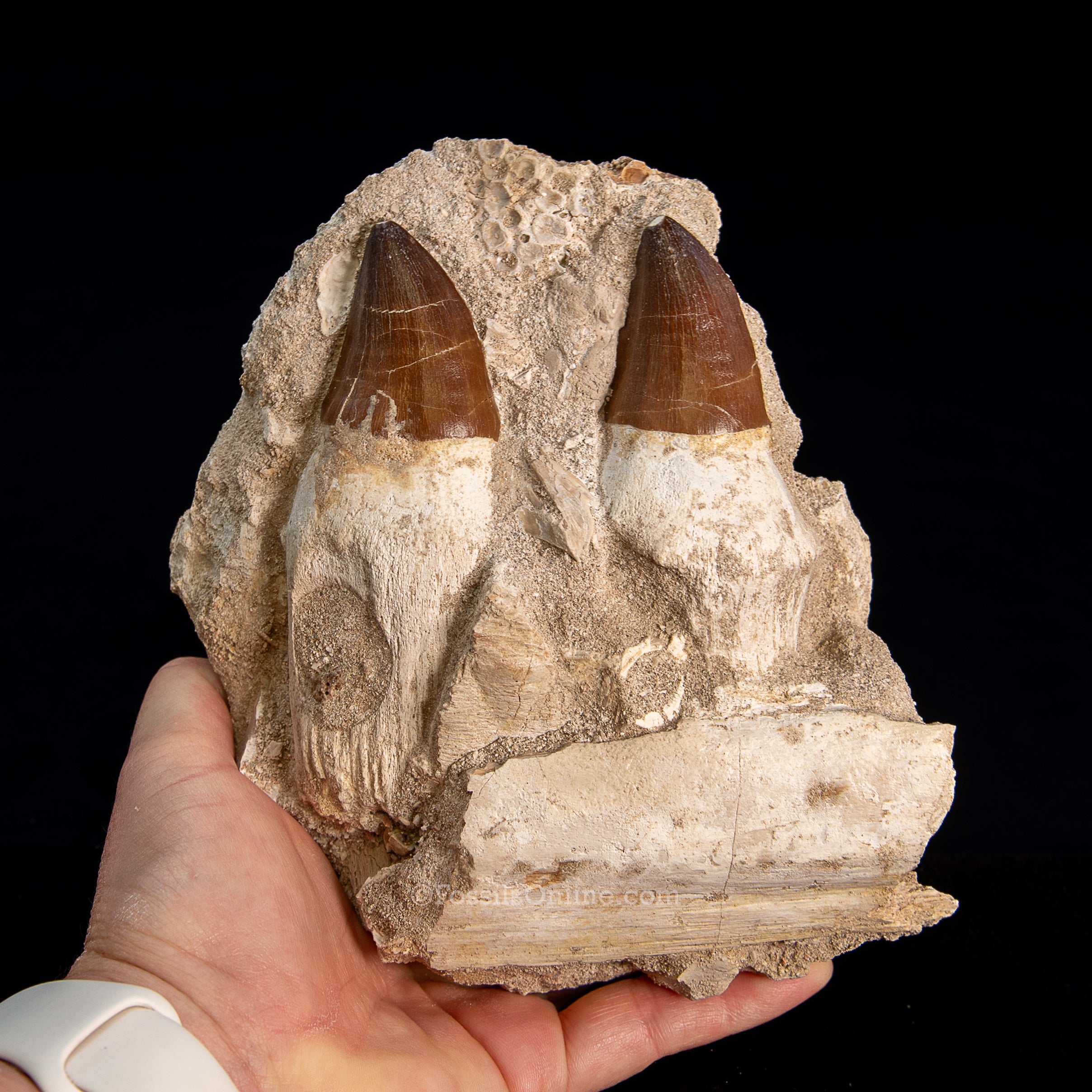 Mosasaurus Jaw in Matrix