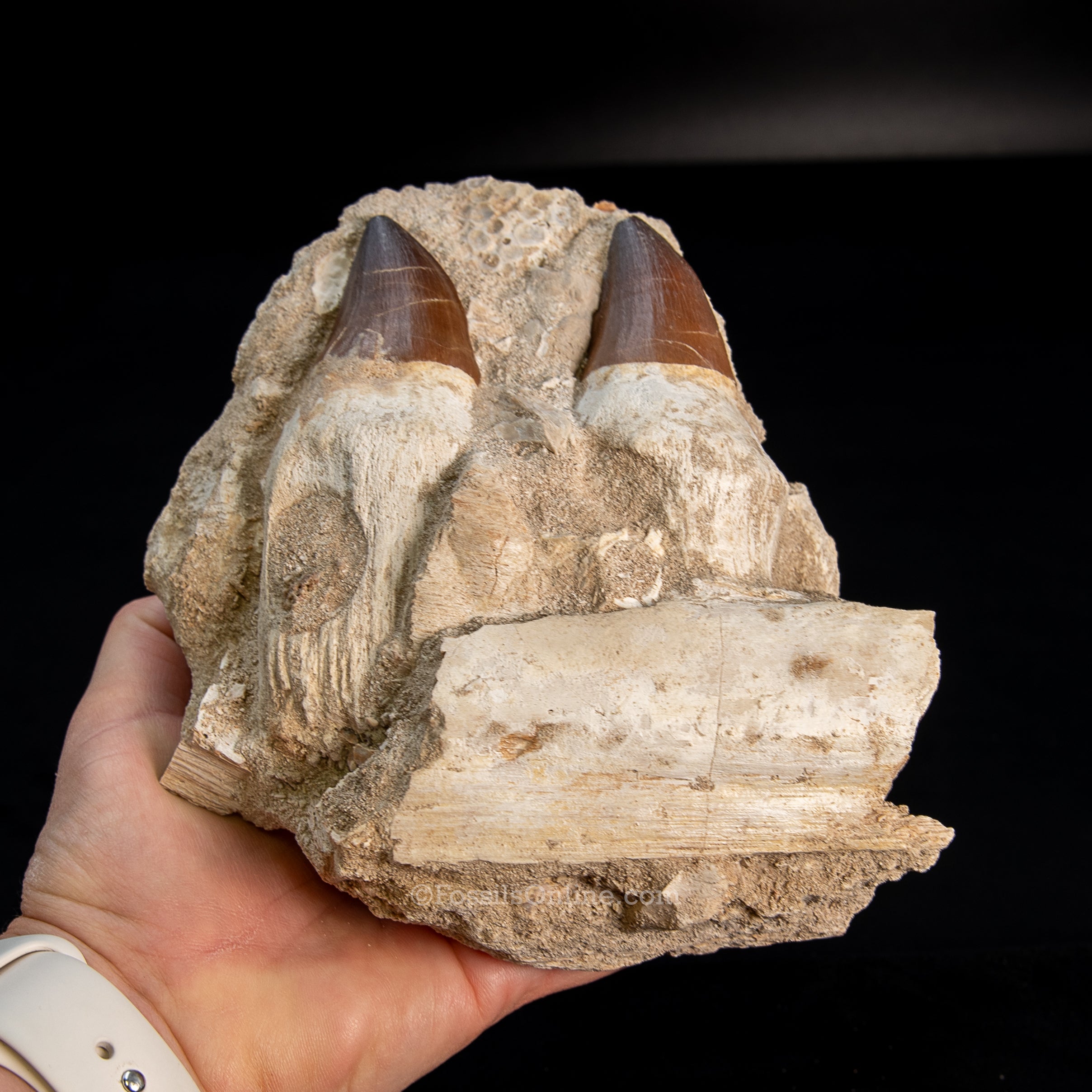Mosasaurus Jaw in Matrix