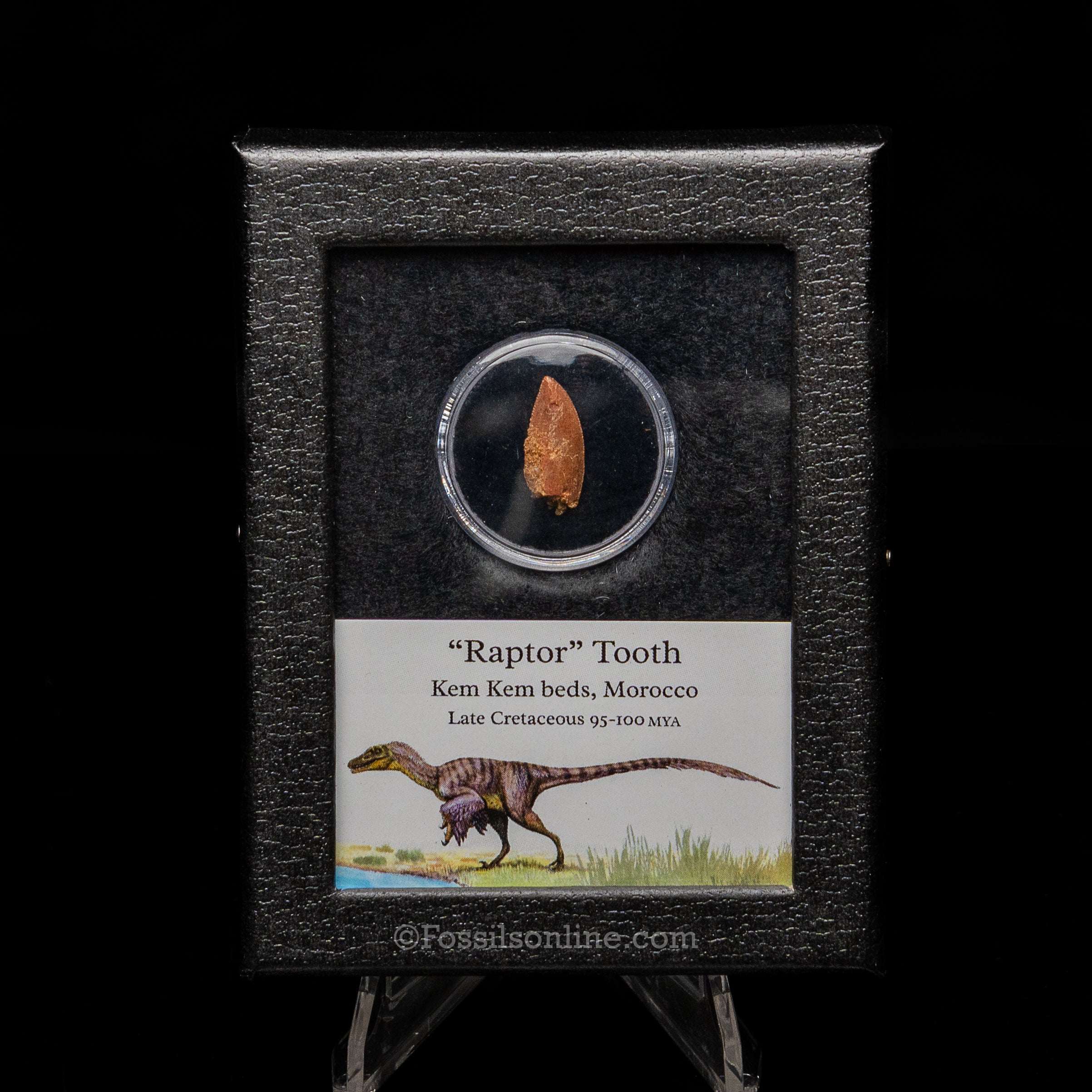 Theropod Dinosaur Tooth "Raptor" in a sm display case