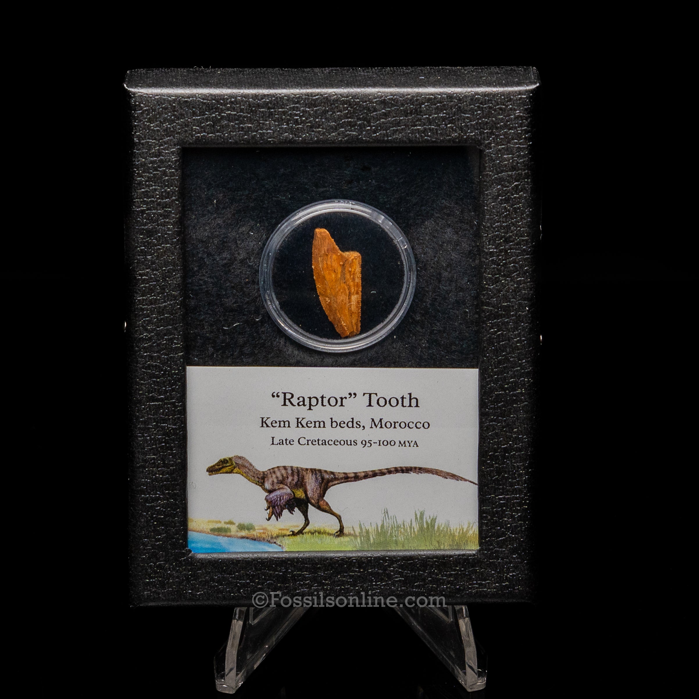 Theropod Dinosaur Tooth "Raptor" in a sm display case