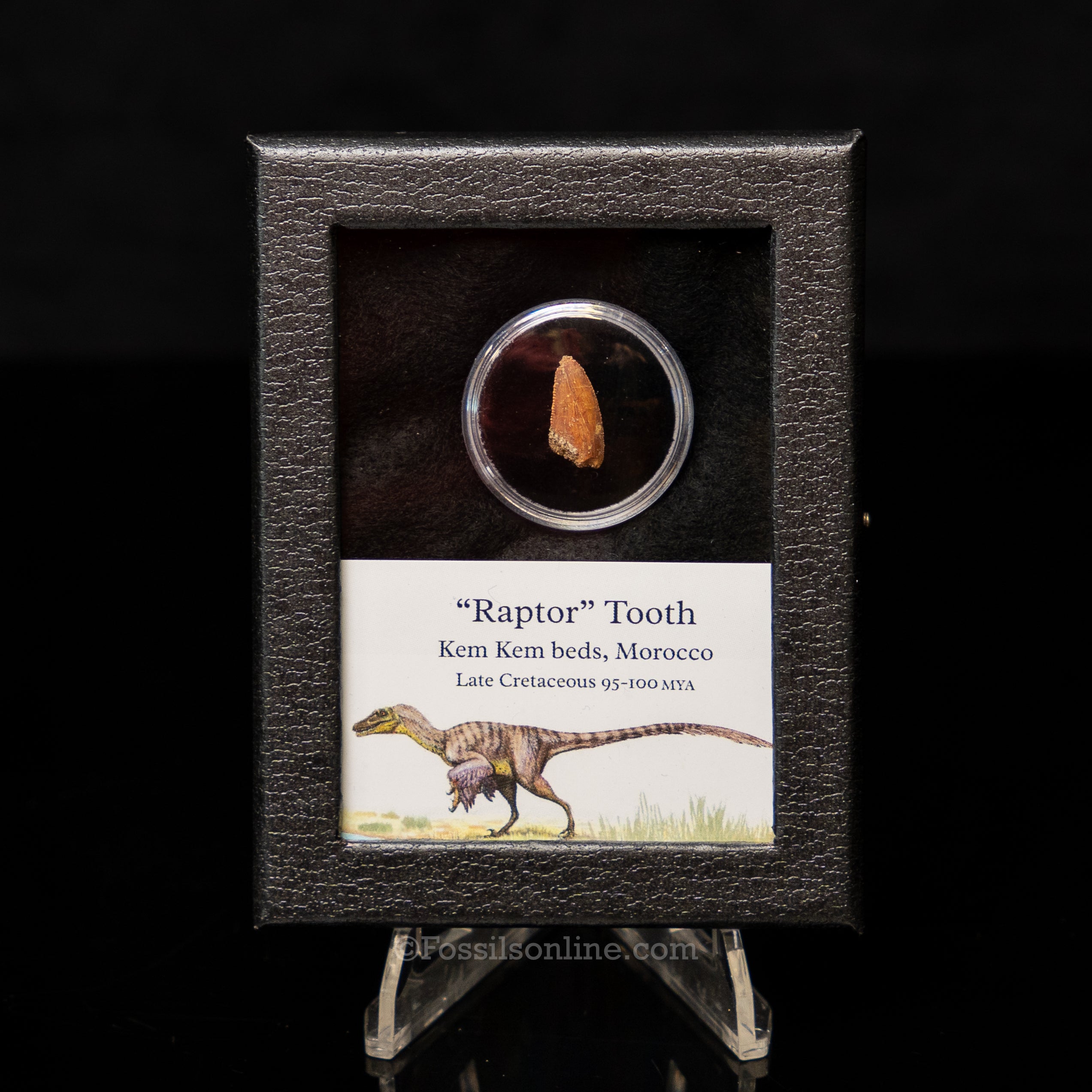 Theropod Dinosaur Tooth "Raptor" in a sm display case