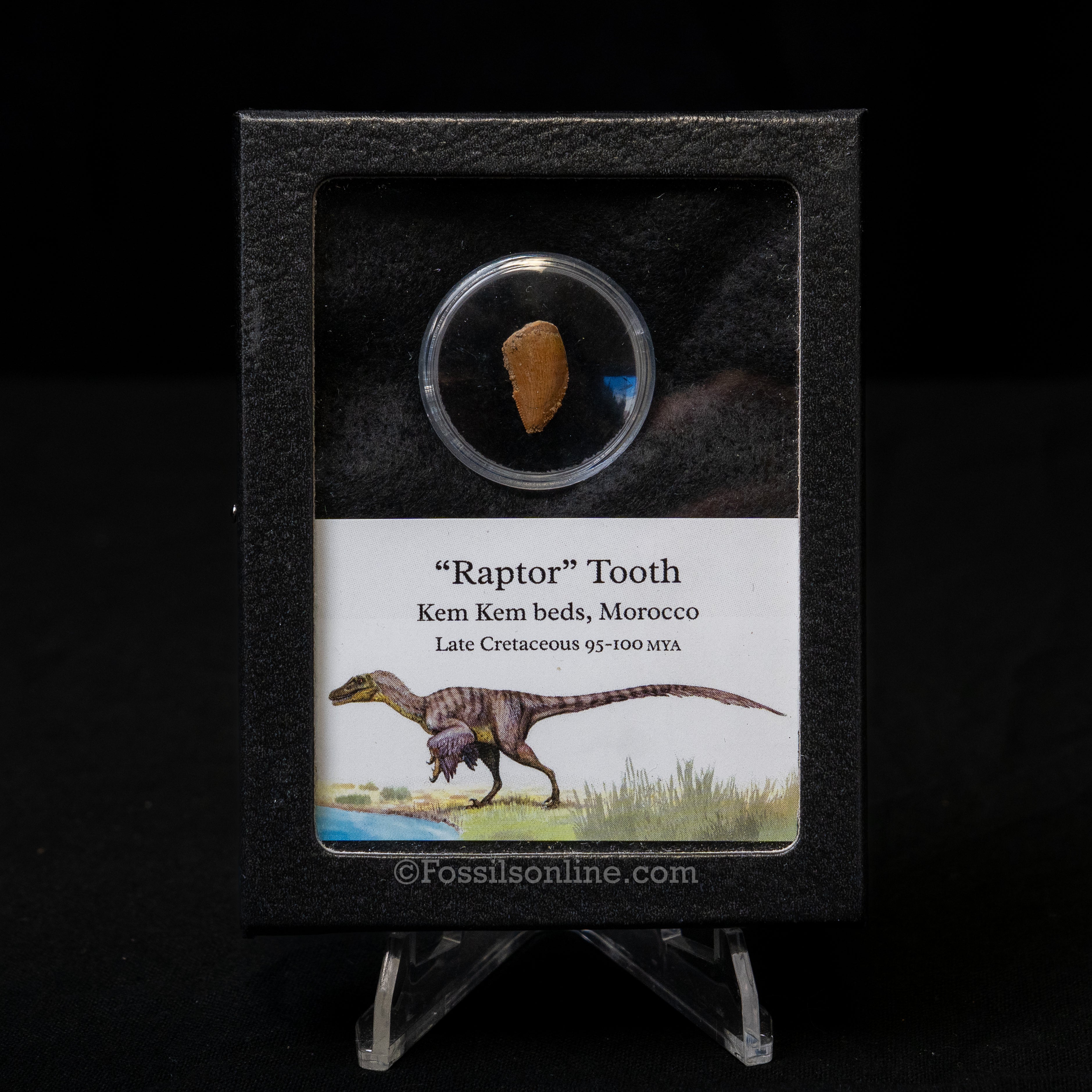 Theropod Dinosaur Tooth "Raptor" in a sm display case