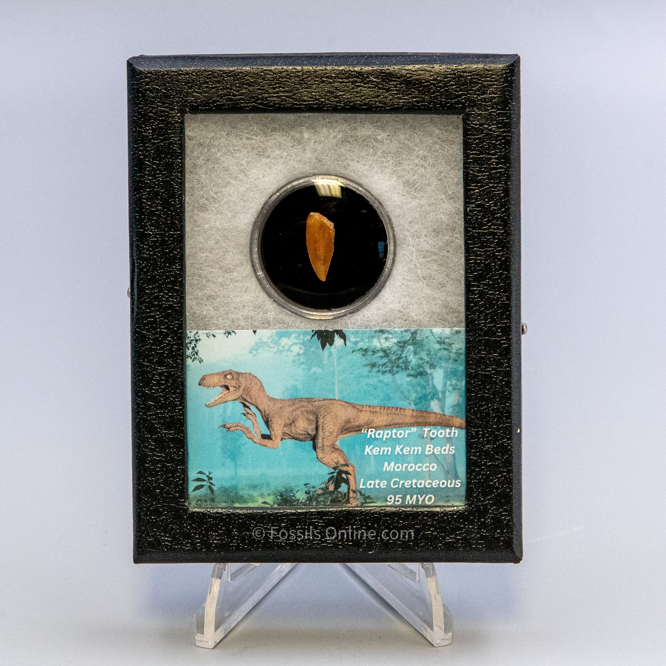 Theropod Dinosaur Tooth "Raptor" in a sm display case