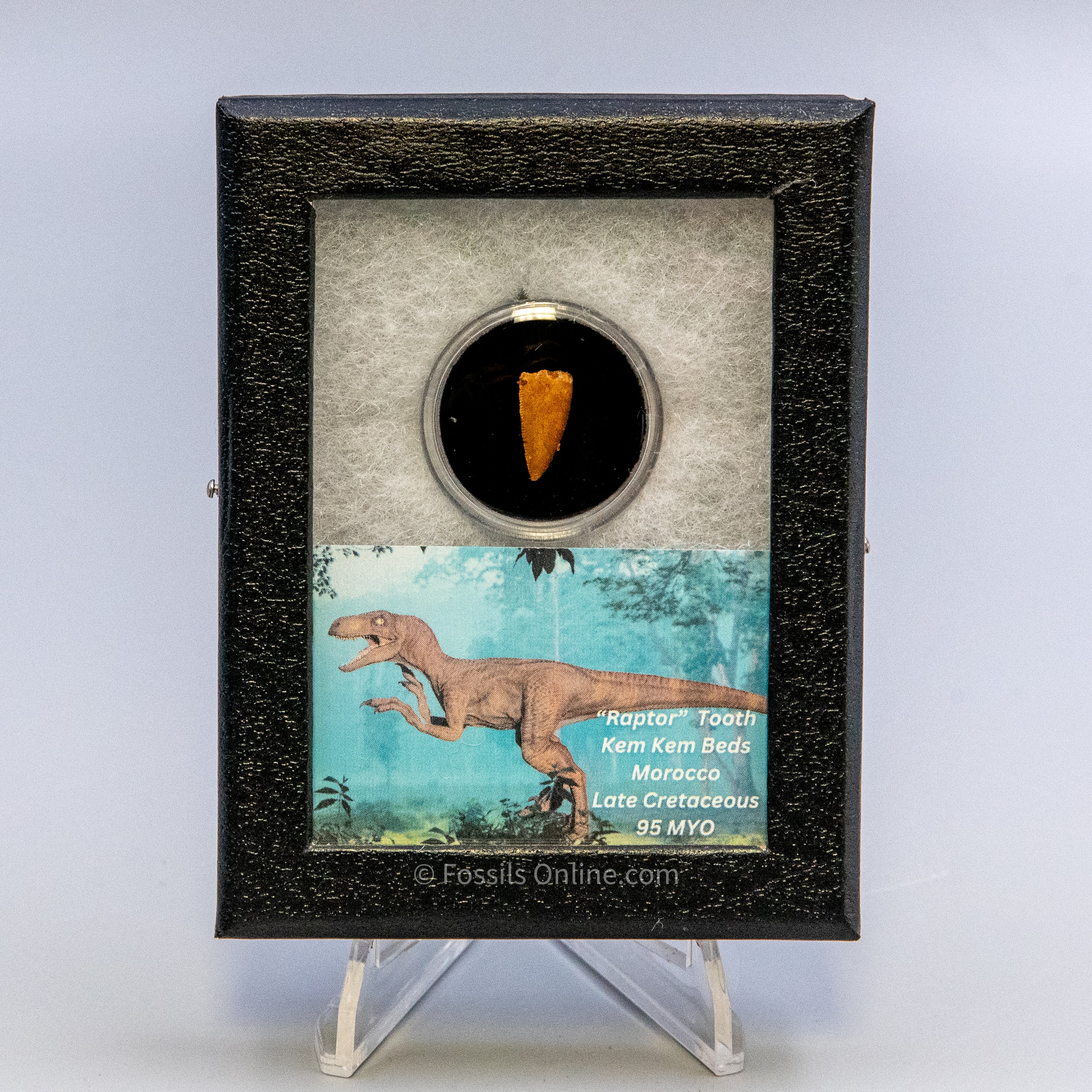 Theropod Dinosaur Tooth "Raptor" in a sm display case