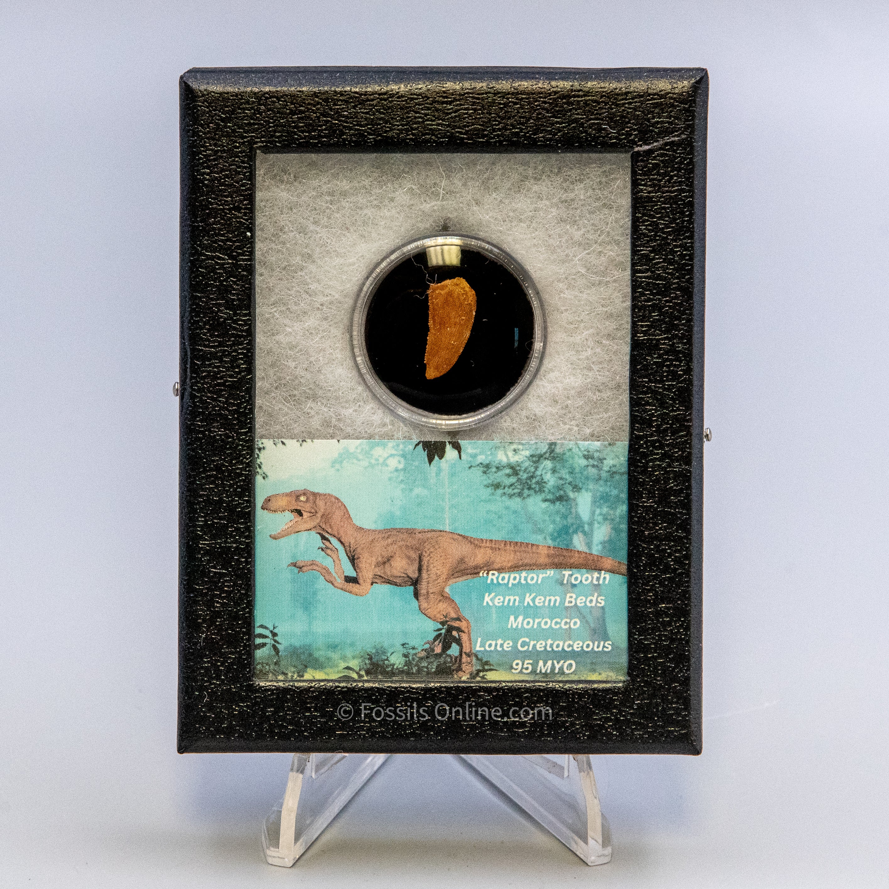 Theropod Dinosaur Tooth "Raptor" in a sm display case