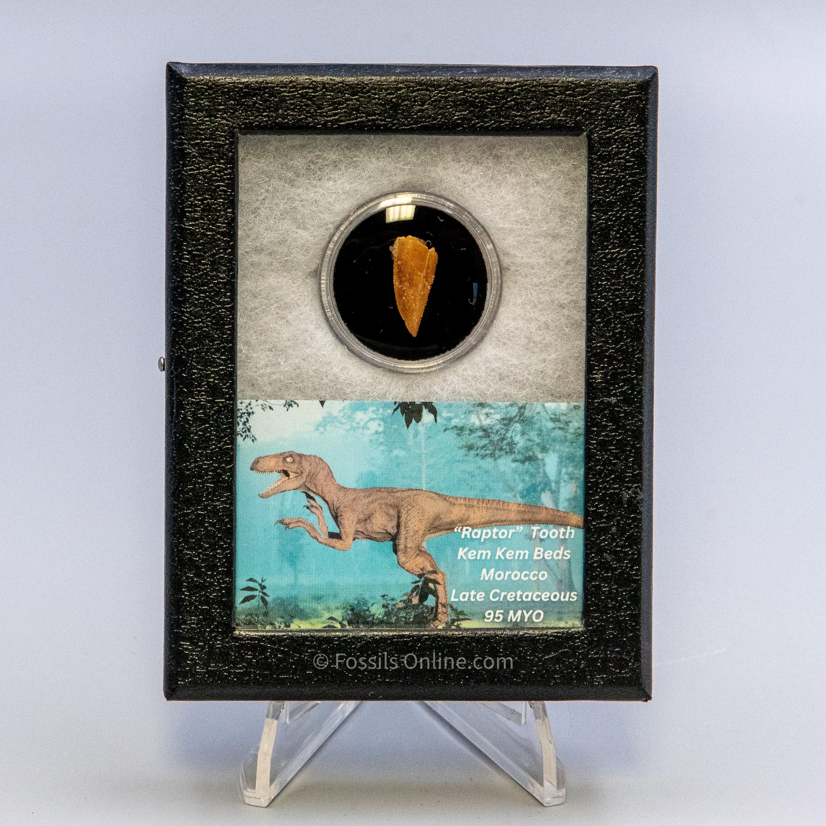 Theropod Dinosaur Tooth "Raptor" in a sm display case