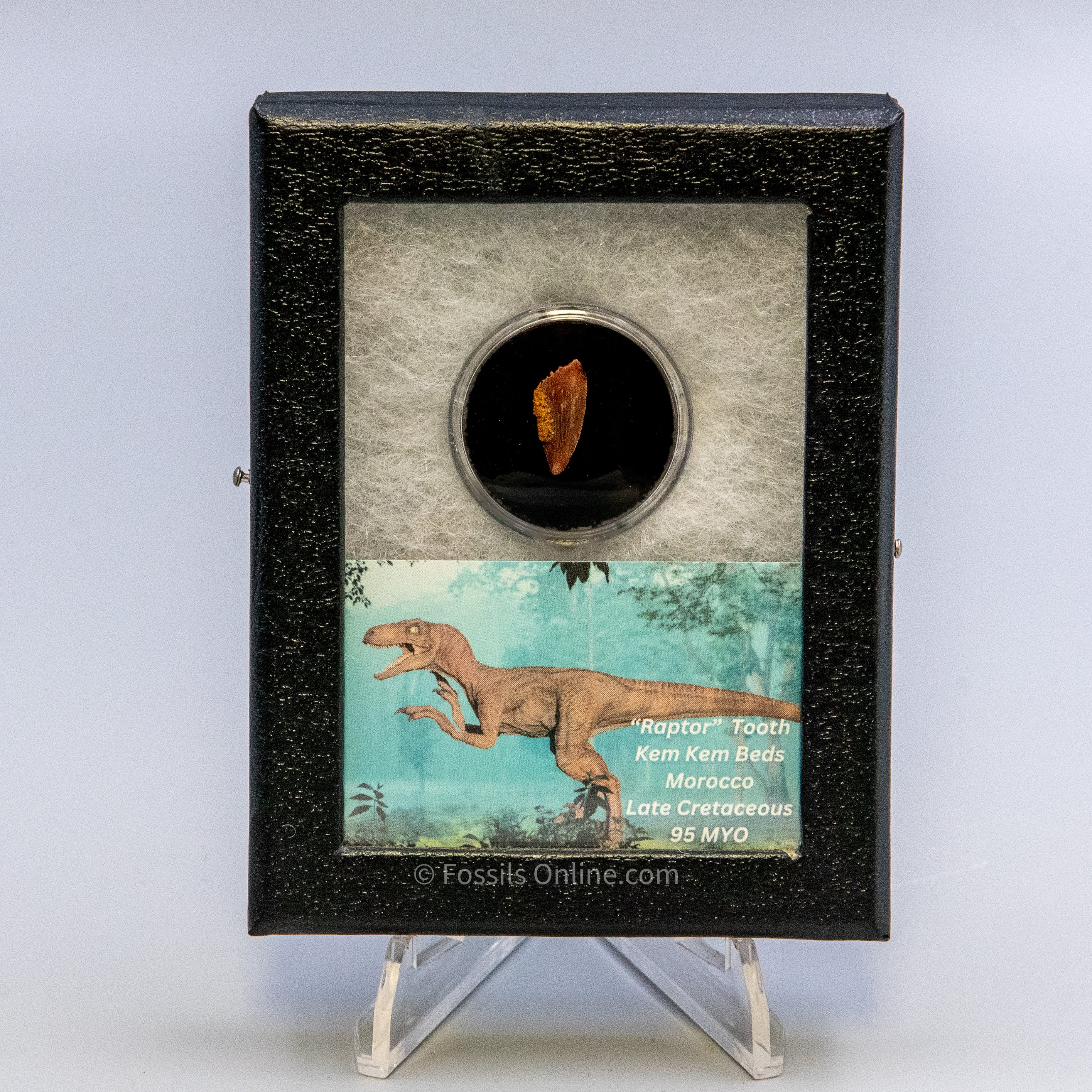 Theropod Dinosaur Tooth "Raptor" in a sm display case