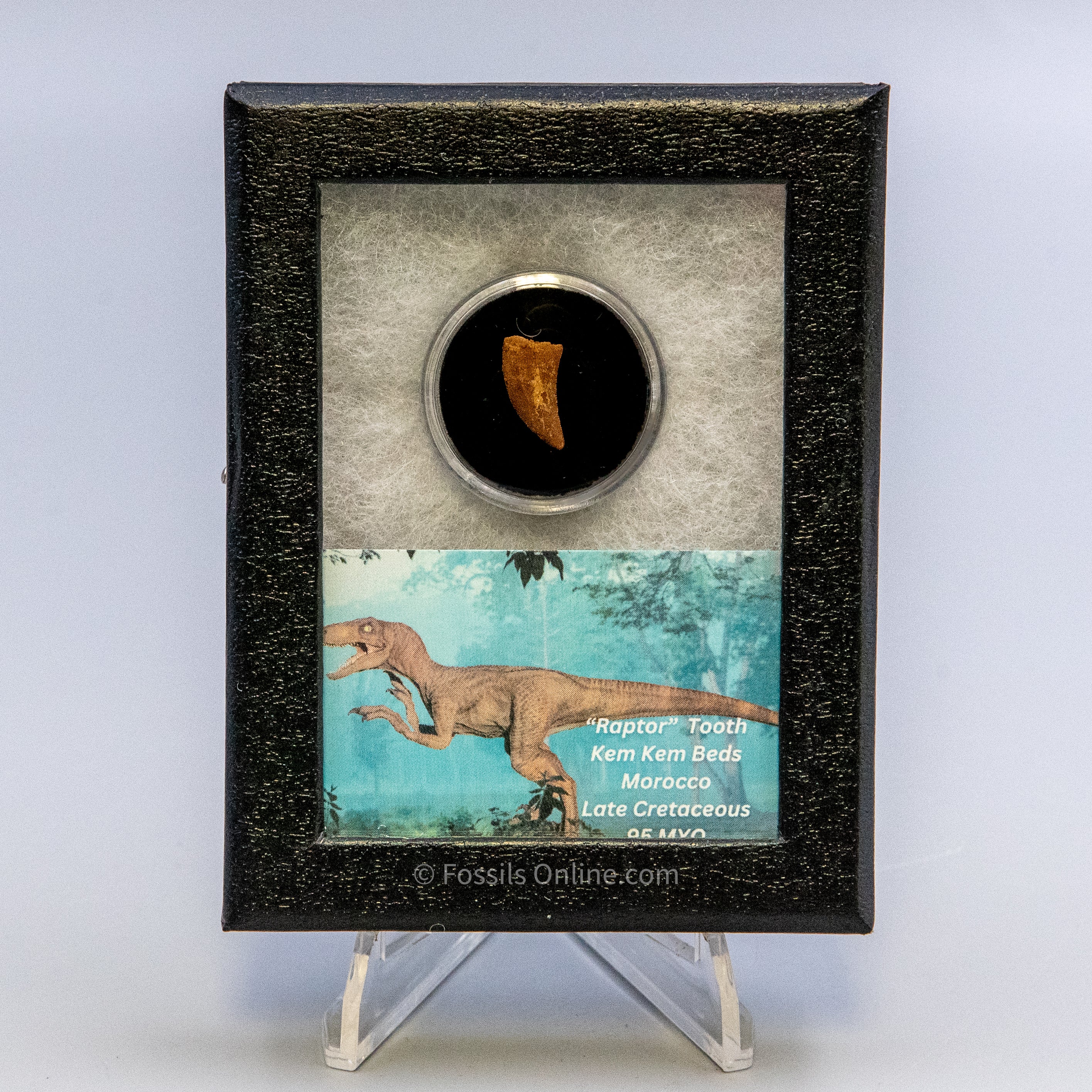 Theropod Dinosaur Tooth "Raptor" in a sm display case
