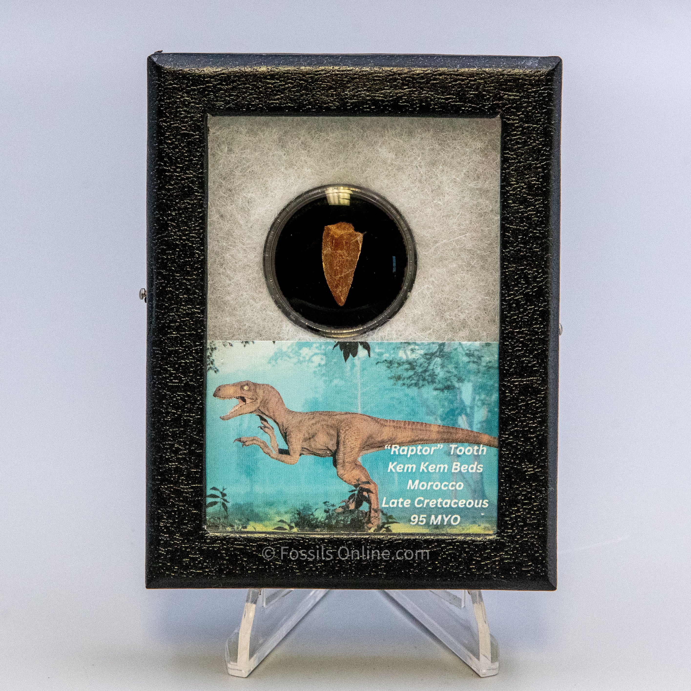 Theropod Dinosaur Tooth "Raptor" in a sm display case