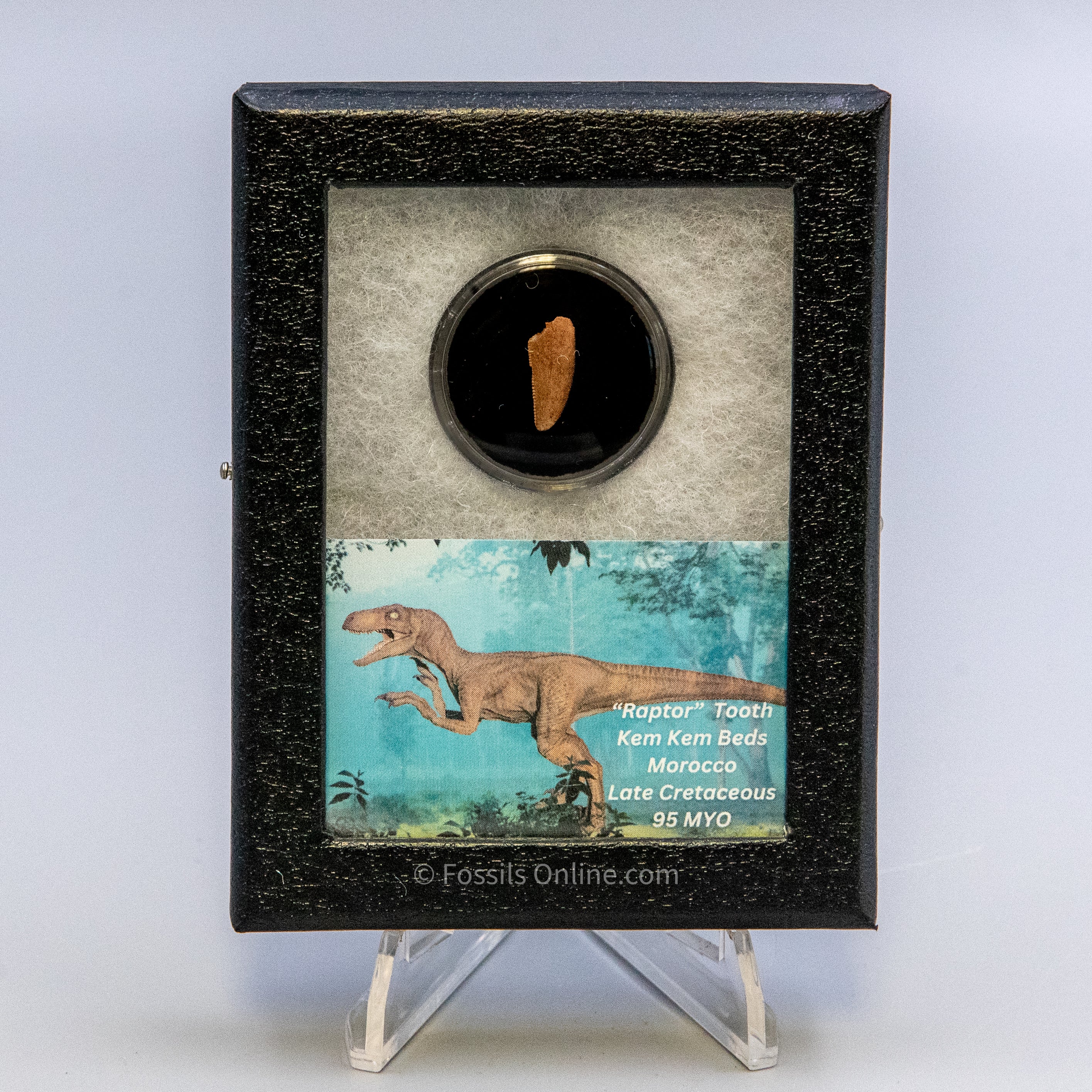 Theropod Dinosaur Tooth "Raptor" in a sm display case
