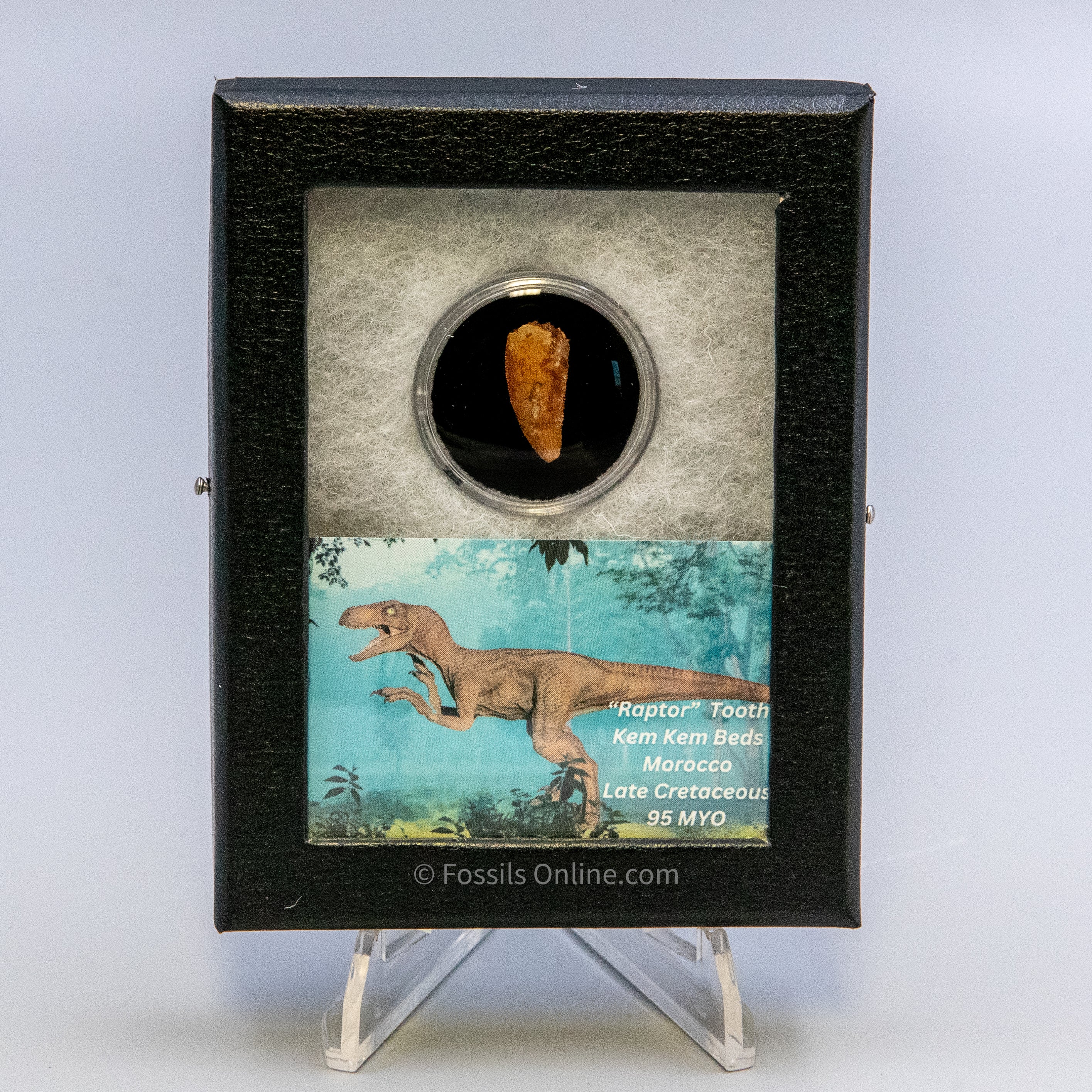 Theropod Dinosaur Tooth "Raptor" in a sm display case
