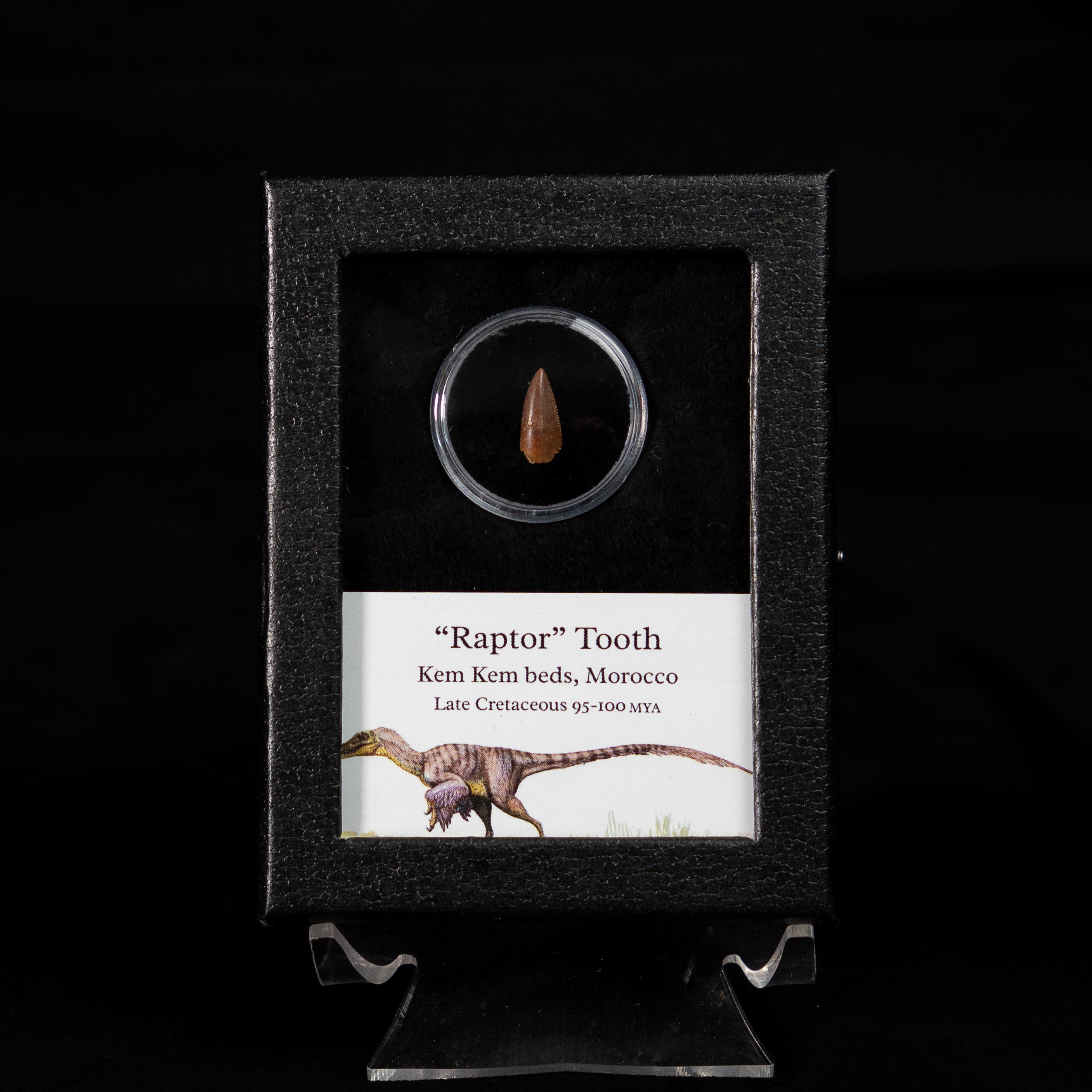 Raptor  tooth display with label on a black stand