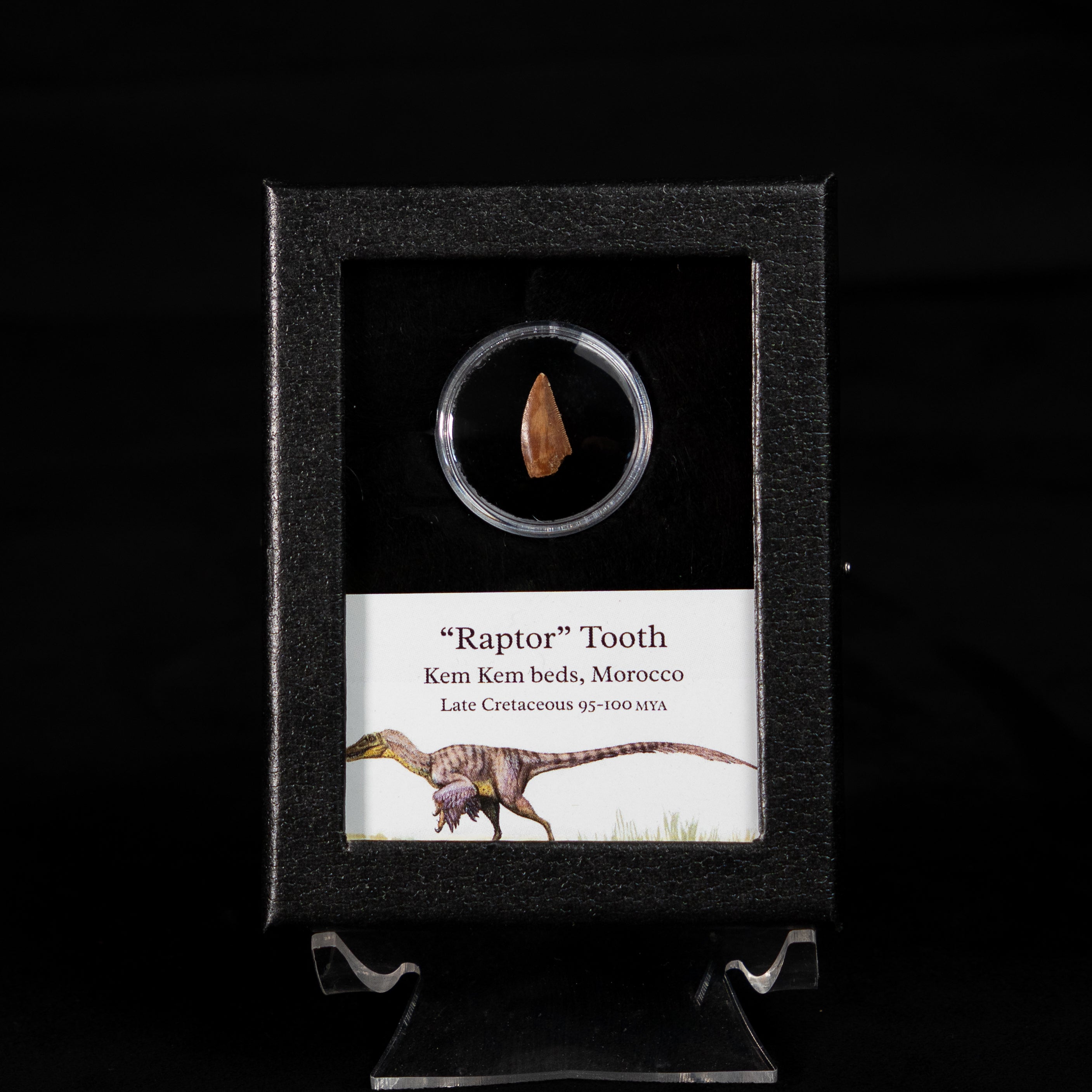 Fossilized raptor tooth in a display case with a label on a black background