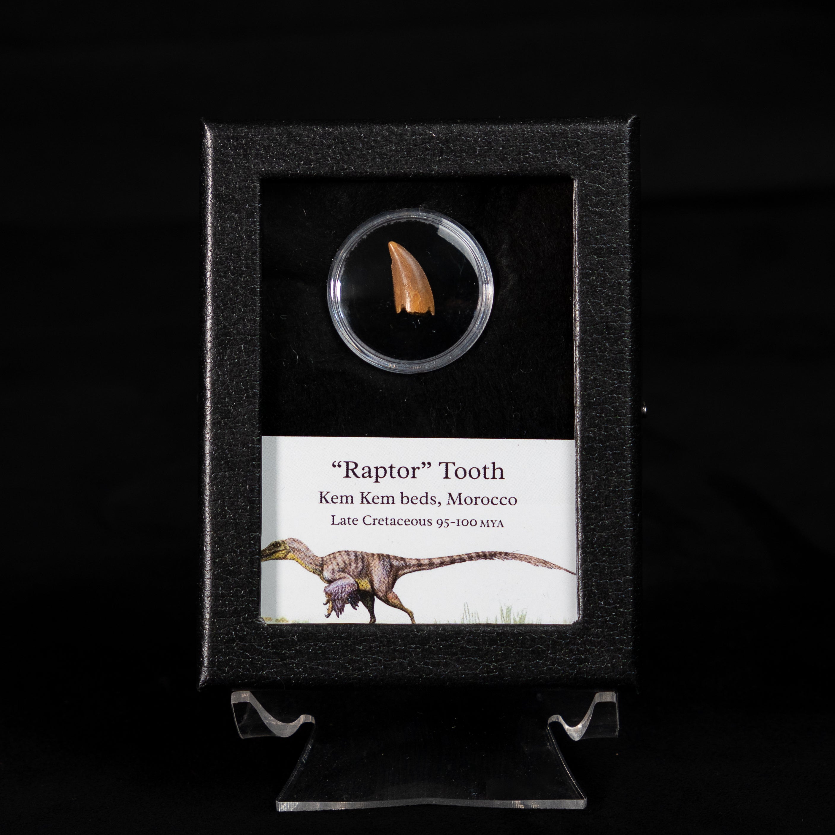 Theropod Dinosaur Tooth "Raptor" in a sm display case
