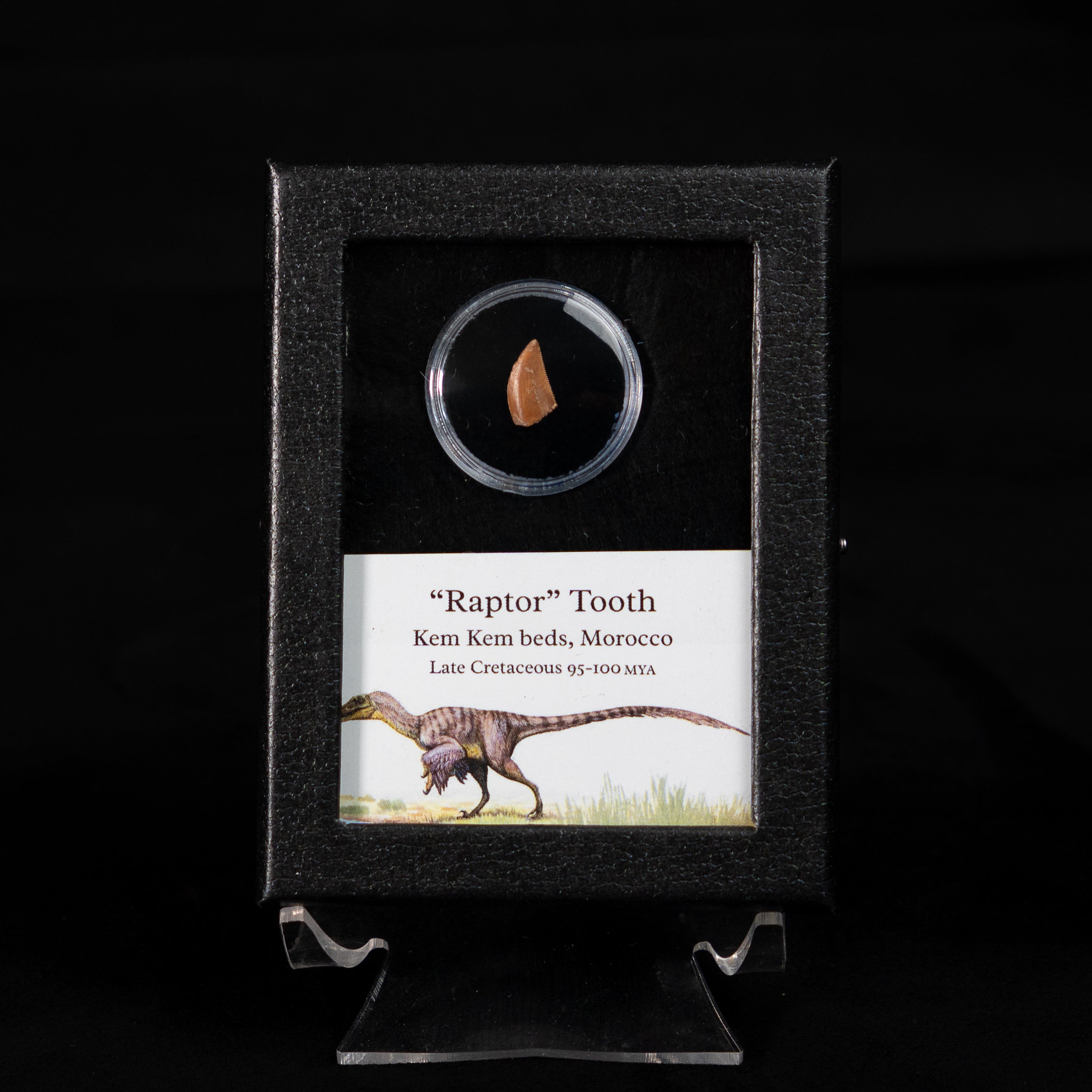 Fossilized raptor tooth in a display case with educational label on a black background