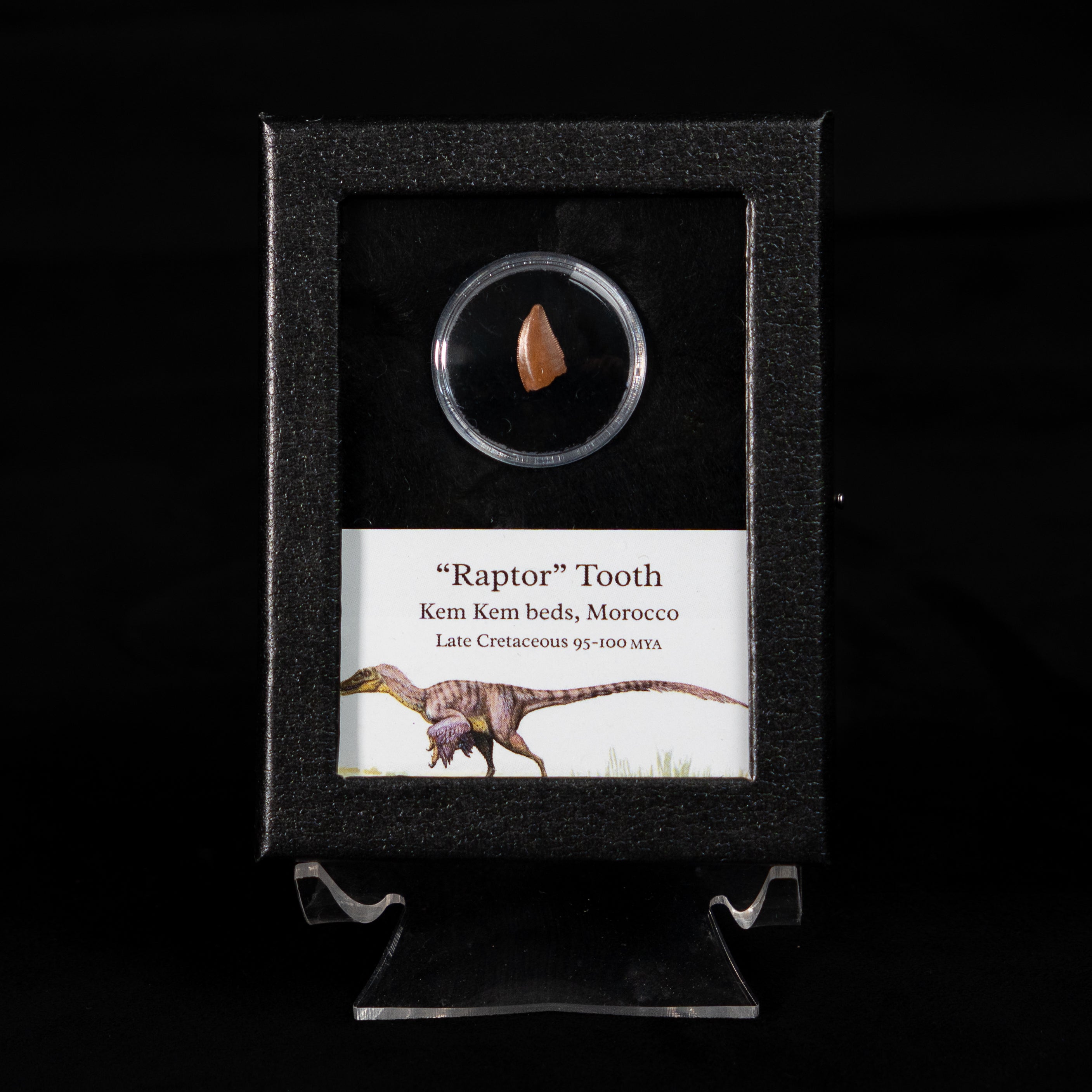 Theropod Dinosaur Tooth "Raptor" in a sm display case