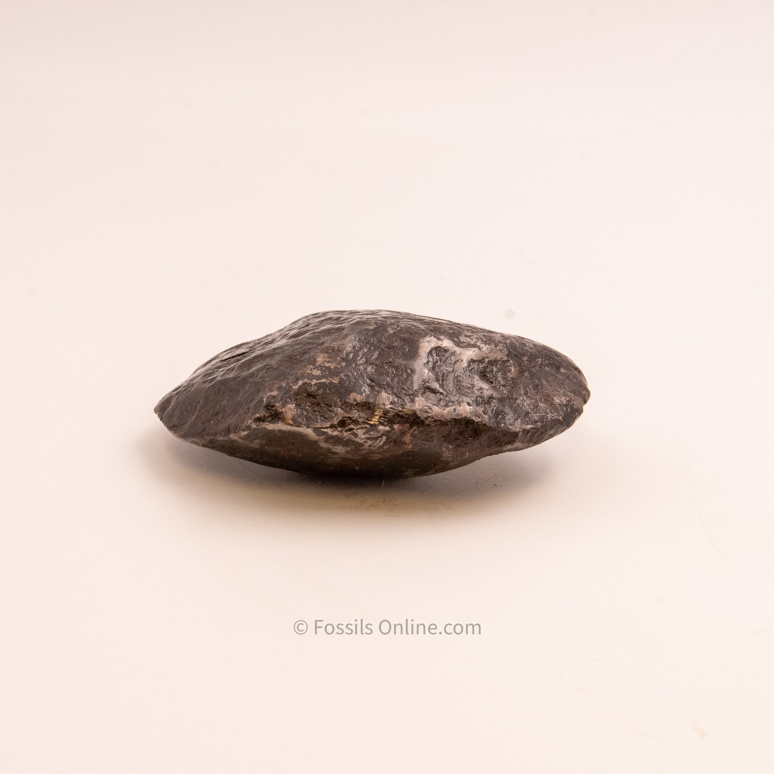 Muonionalusta Meteorite 1548gr