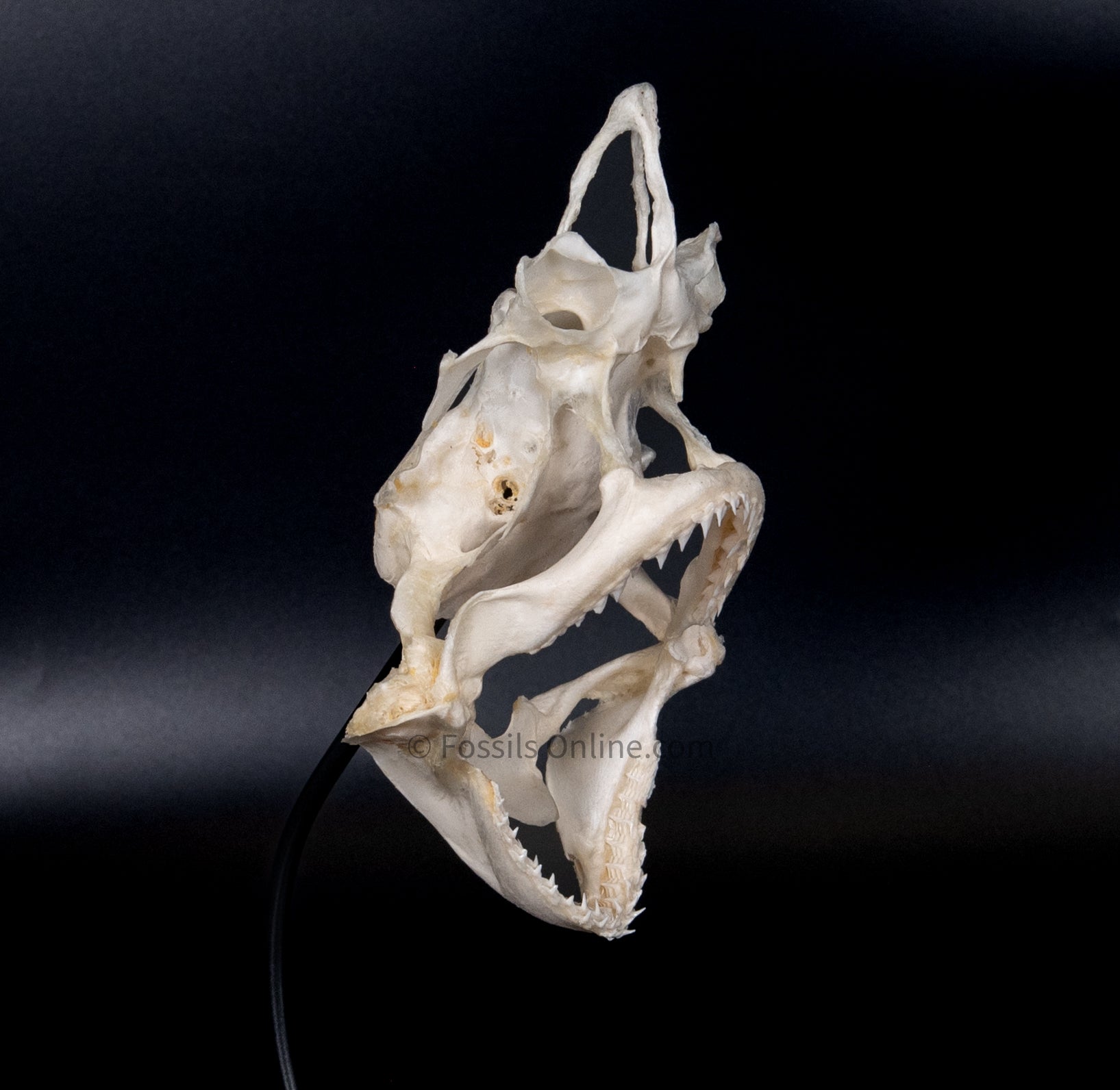 Blacknose Shark Skull