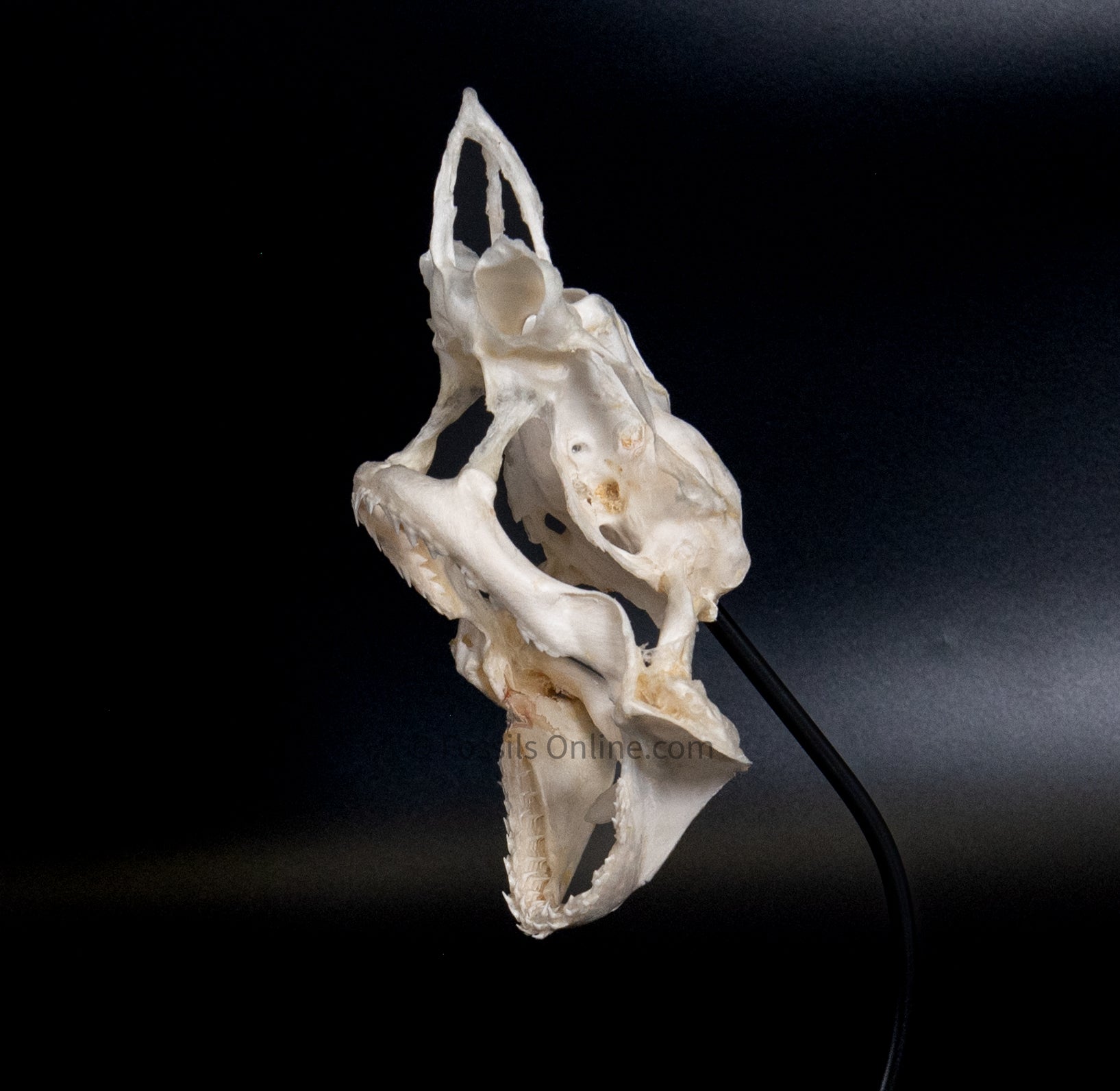 Blacknose Shark Skull