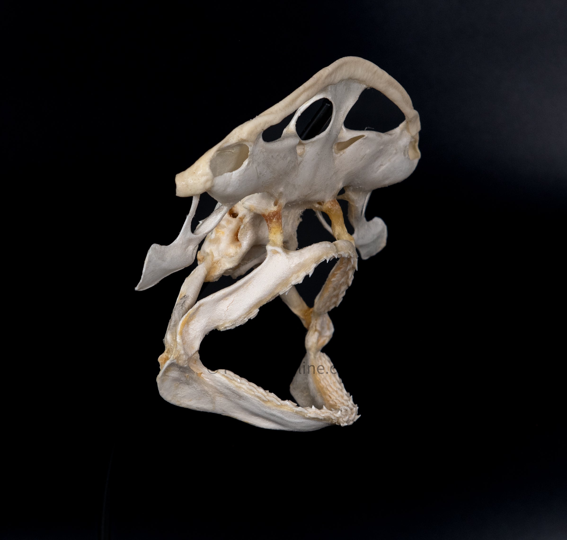 Bonnethead Shark Skull w/DATA