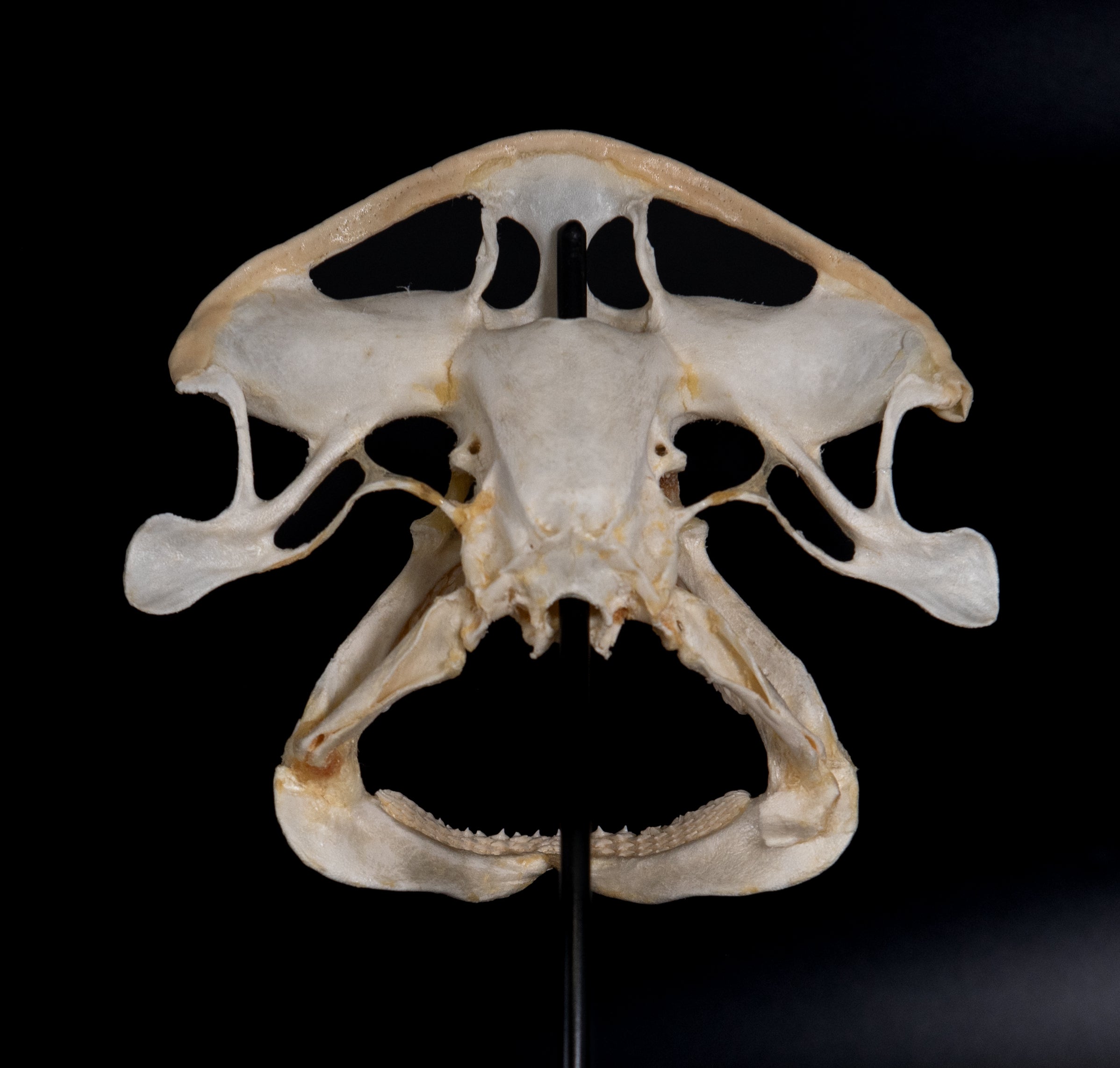 Bonnethead Shark Skull w/DATA