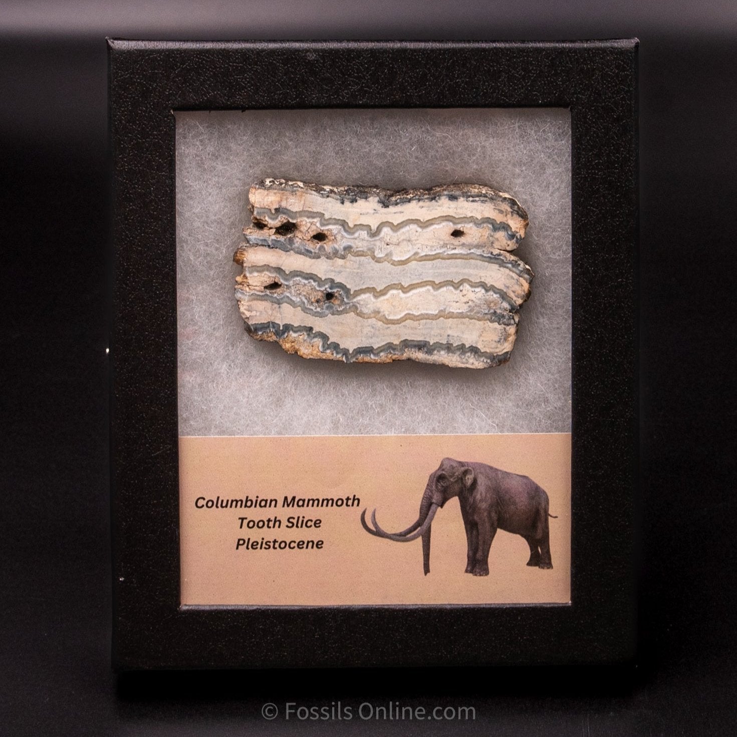 Columbian Mammoth Tooth Slice