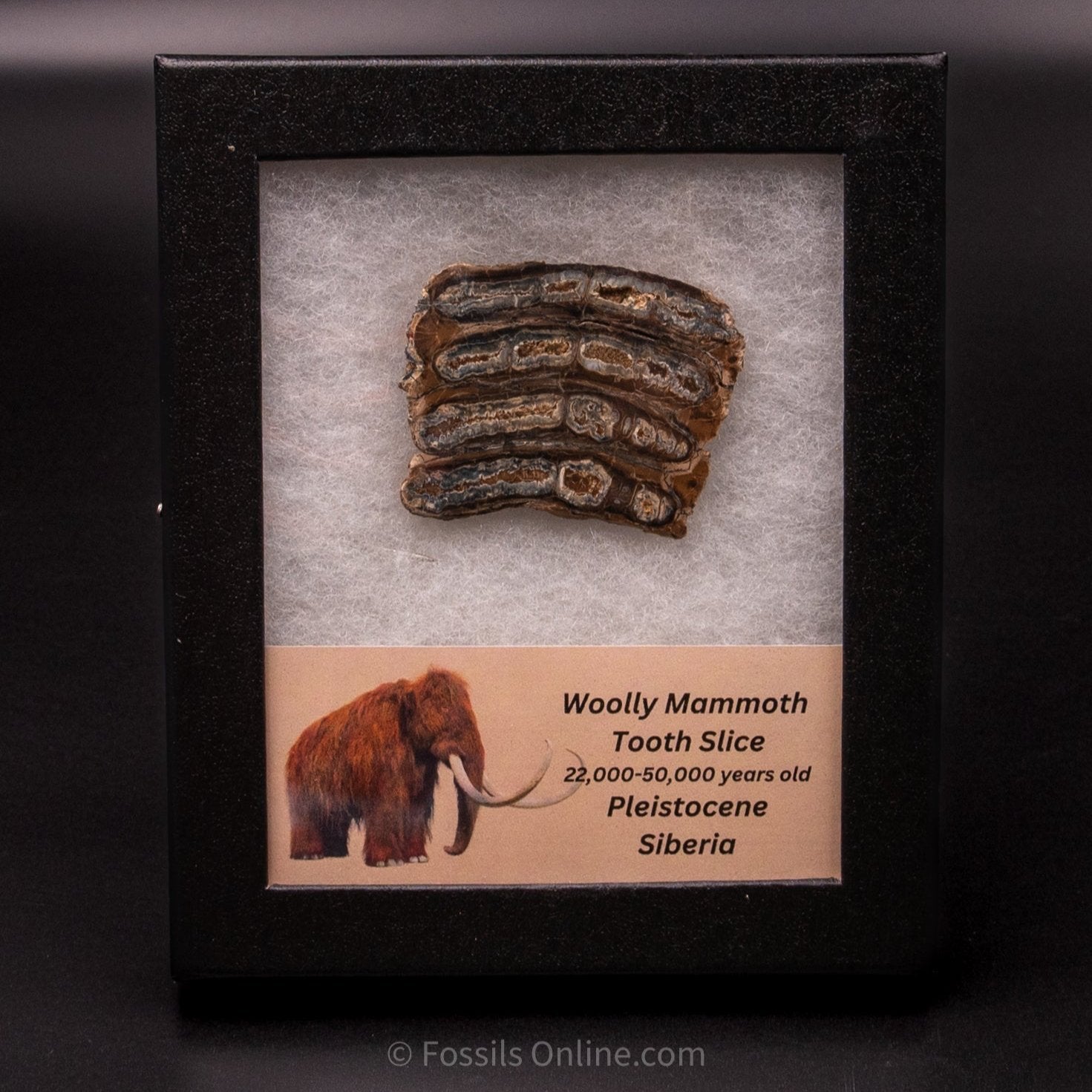 Woolly Mammoth Tooth Slice