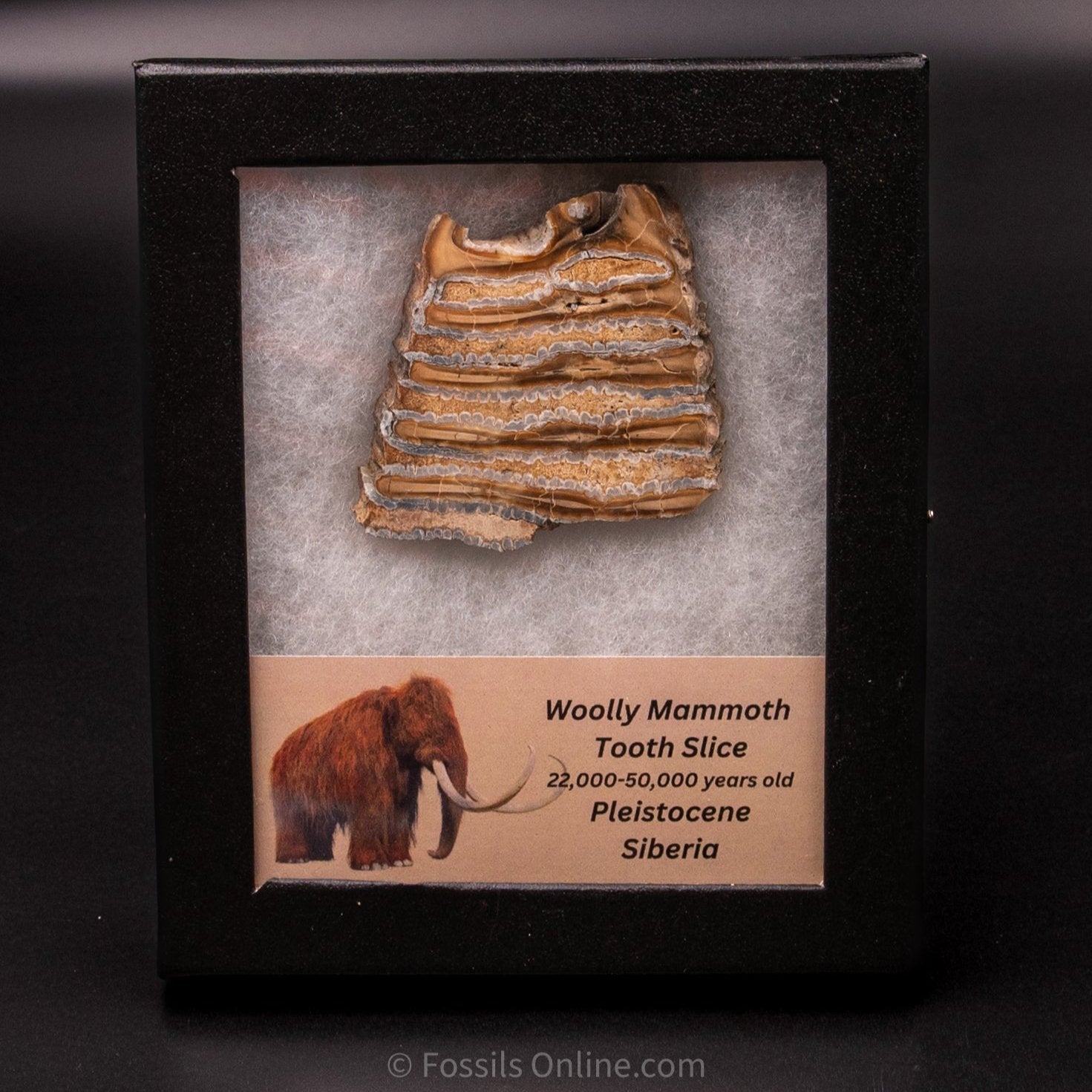 Woolly Mammoth Tooth Slice