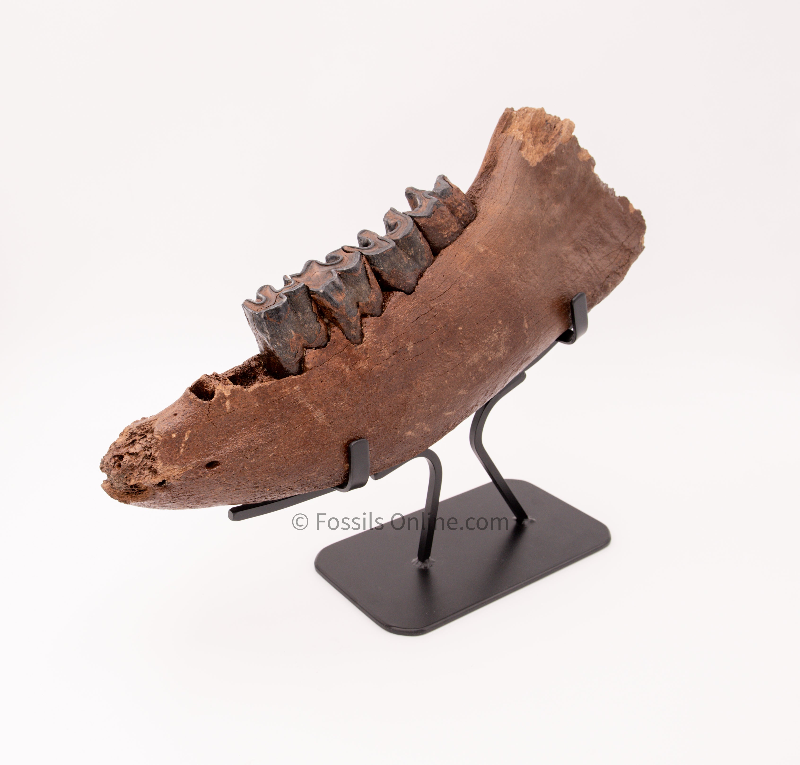 XLG Woolly Rhino Jaw w/ Teeth