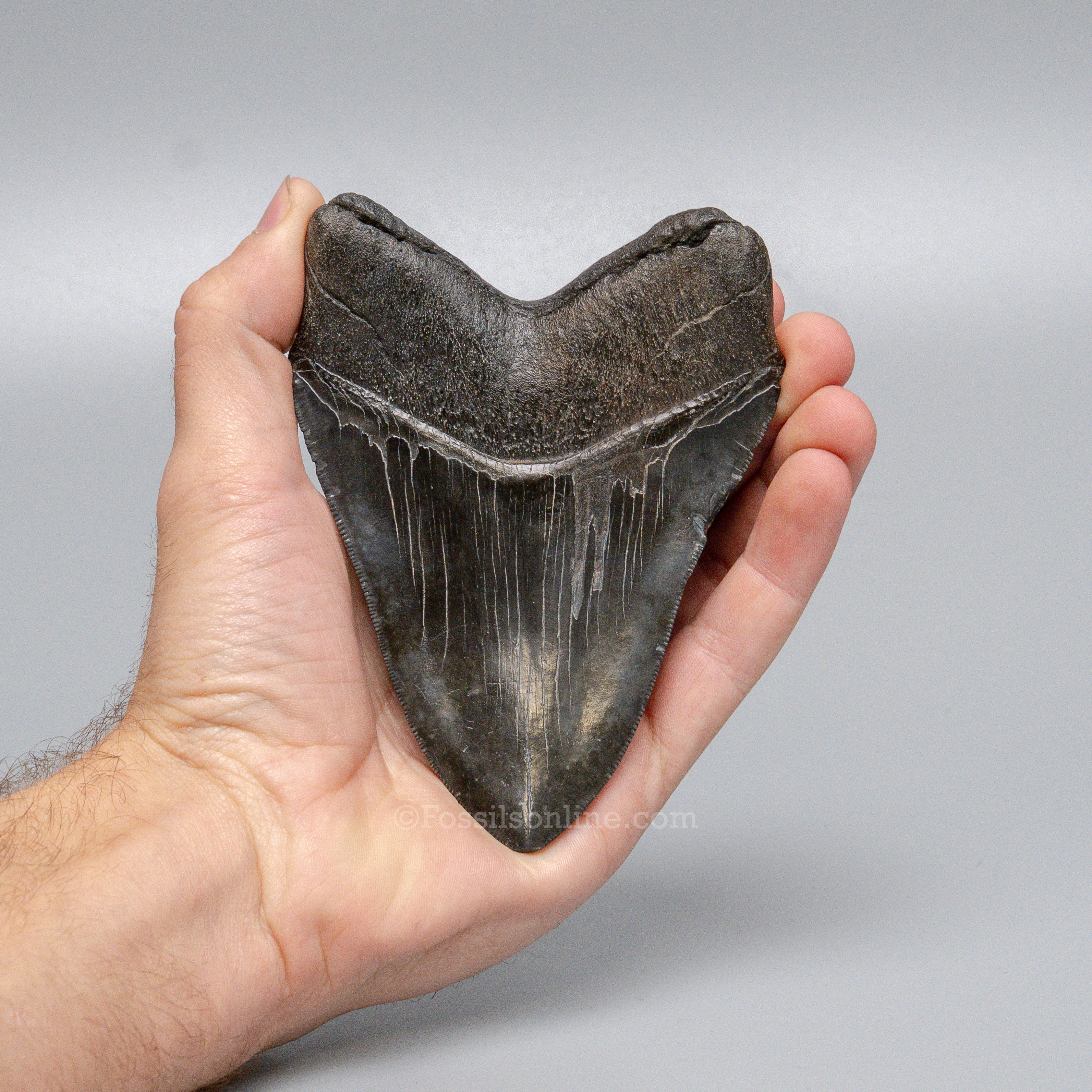 South Carolina Megalodon 4.81"