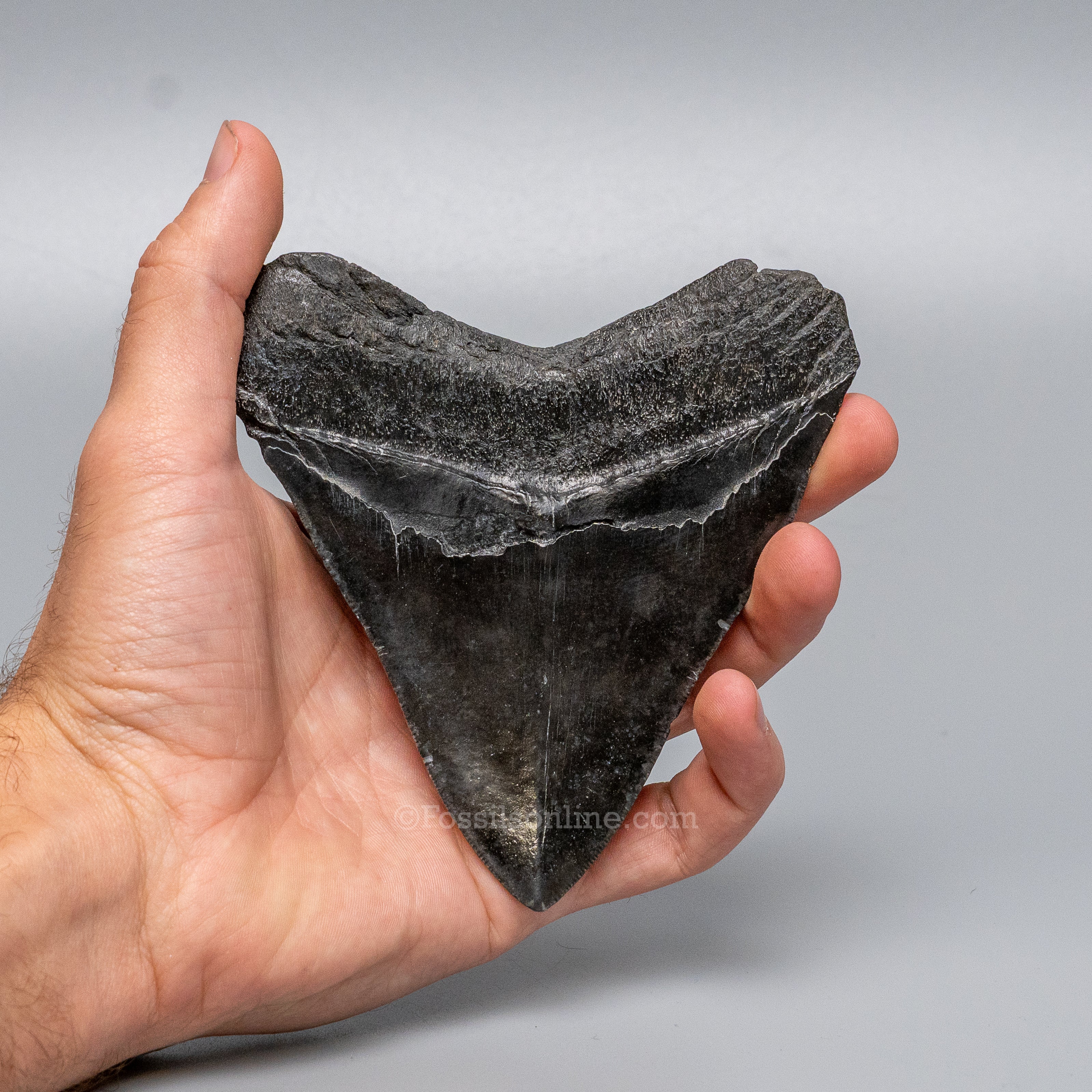 South Carolina Megalodon 4.69"