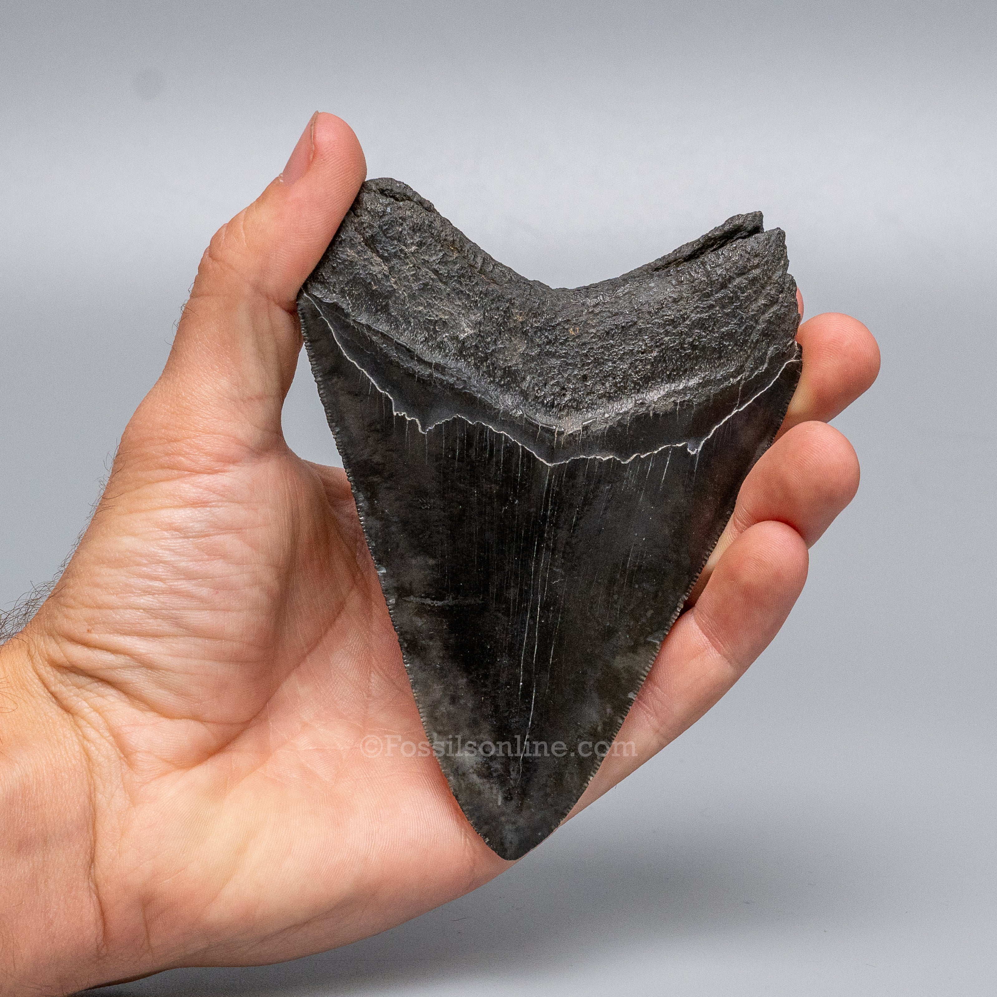 South Carolina Megalodon 4.69"