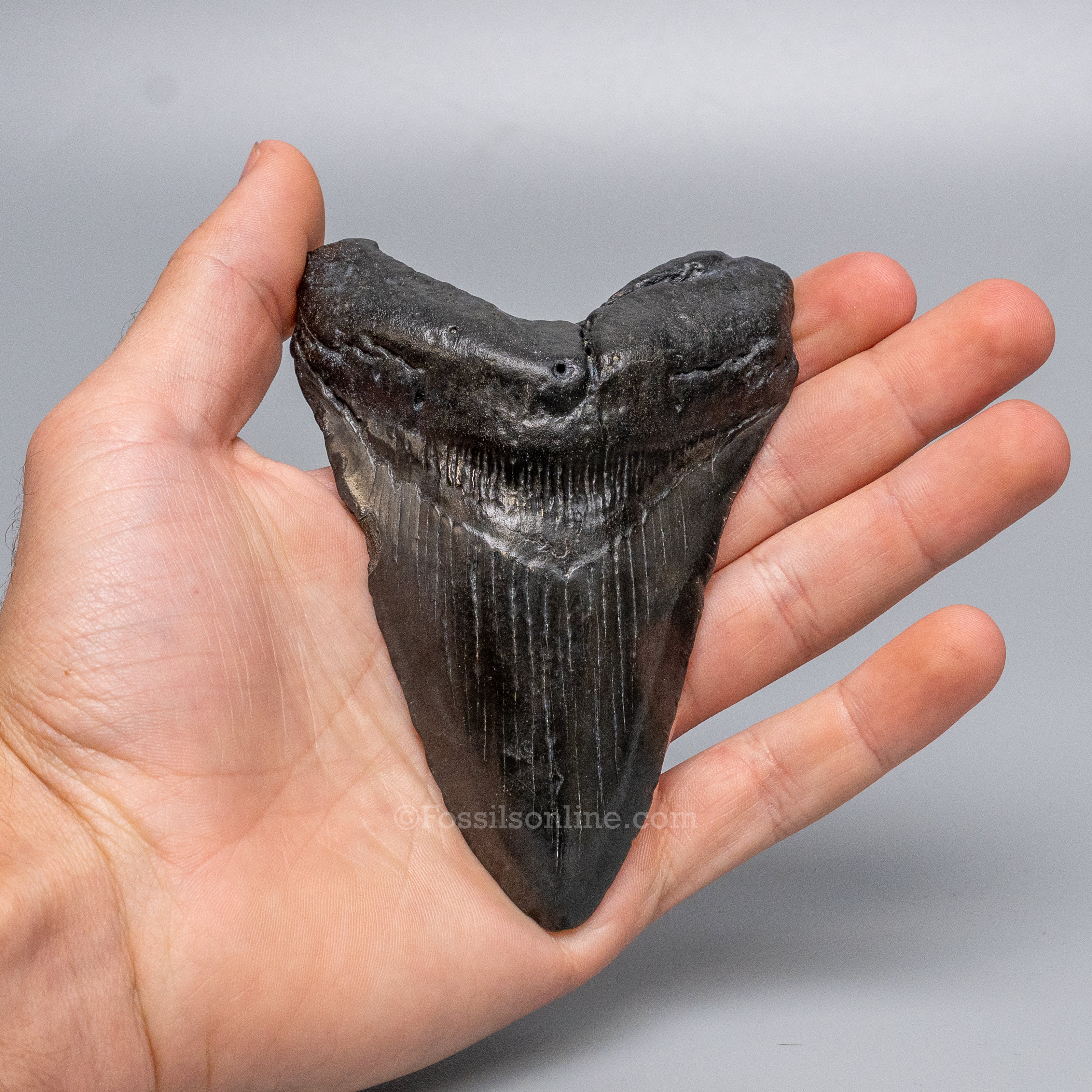 South Carolina Megalodon 4.36"