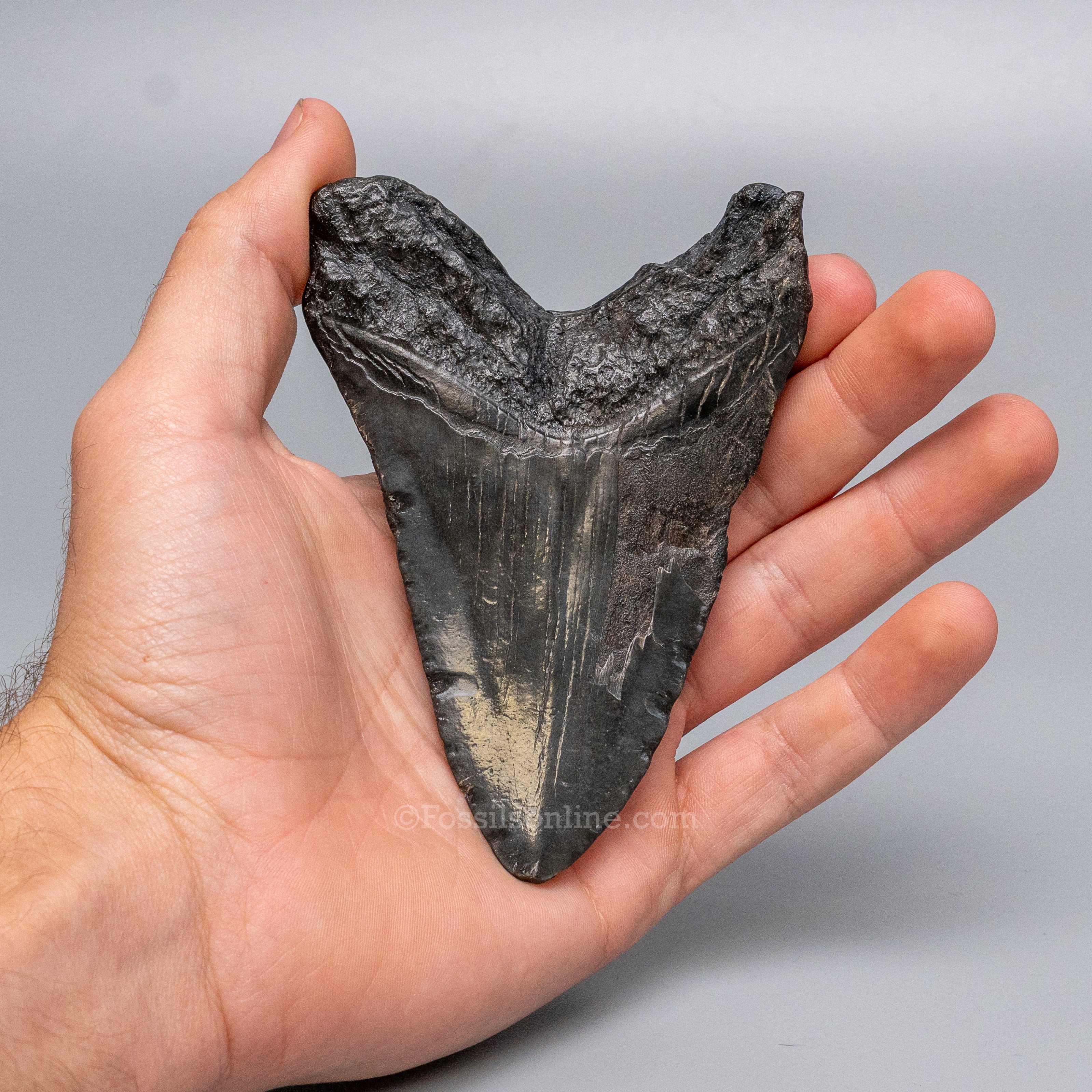 South Carolina Megalodon 4.36"