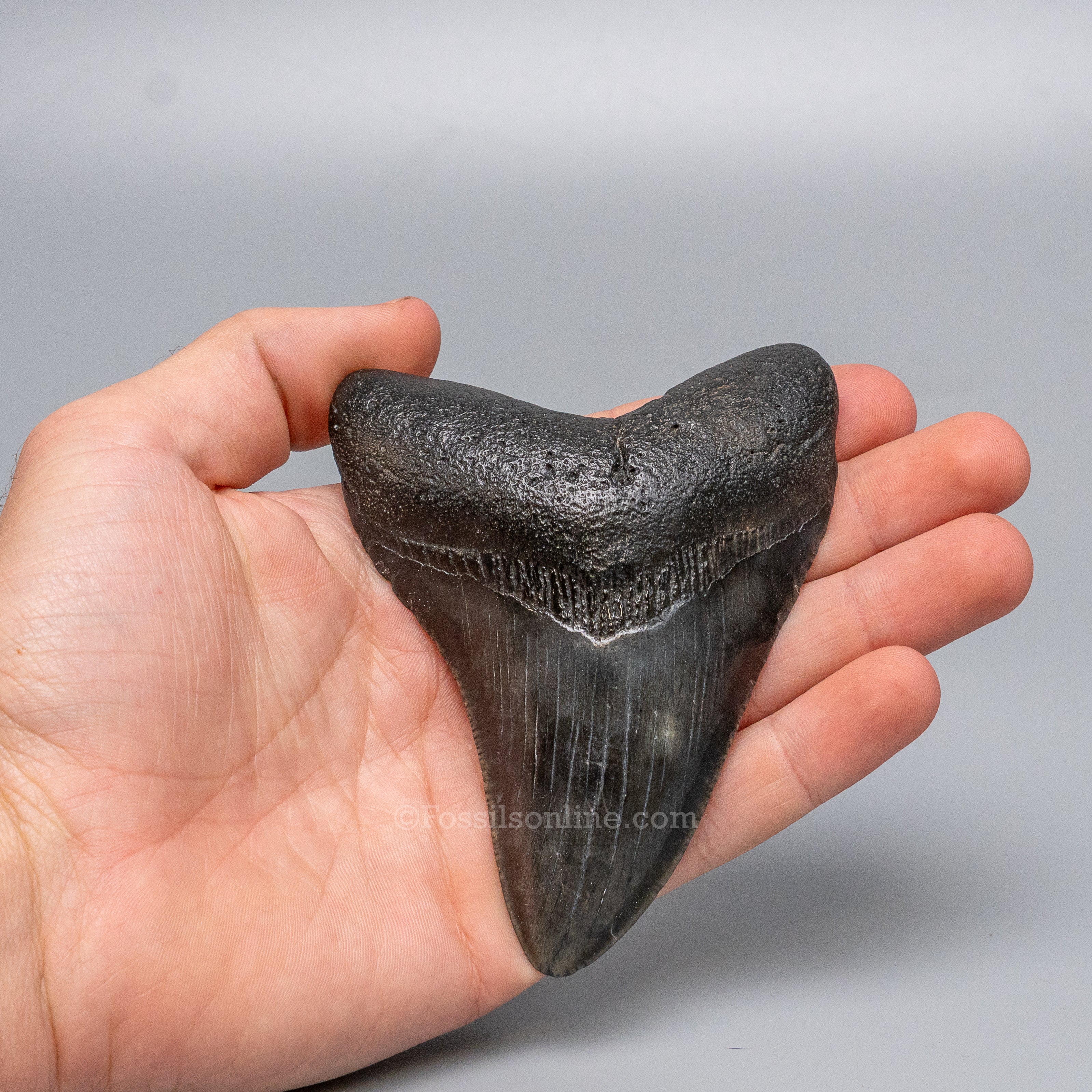 South Carolina Megalodon 4.16"