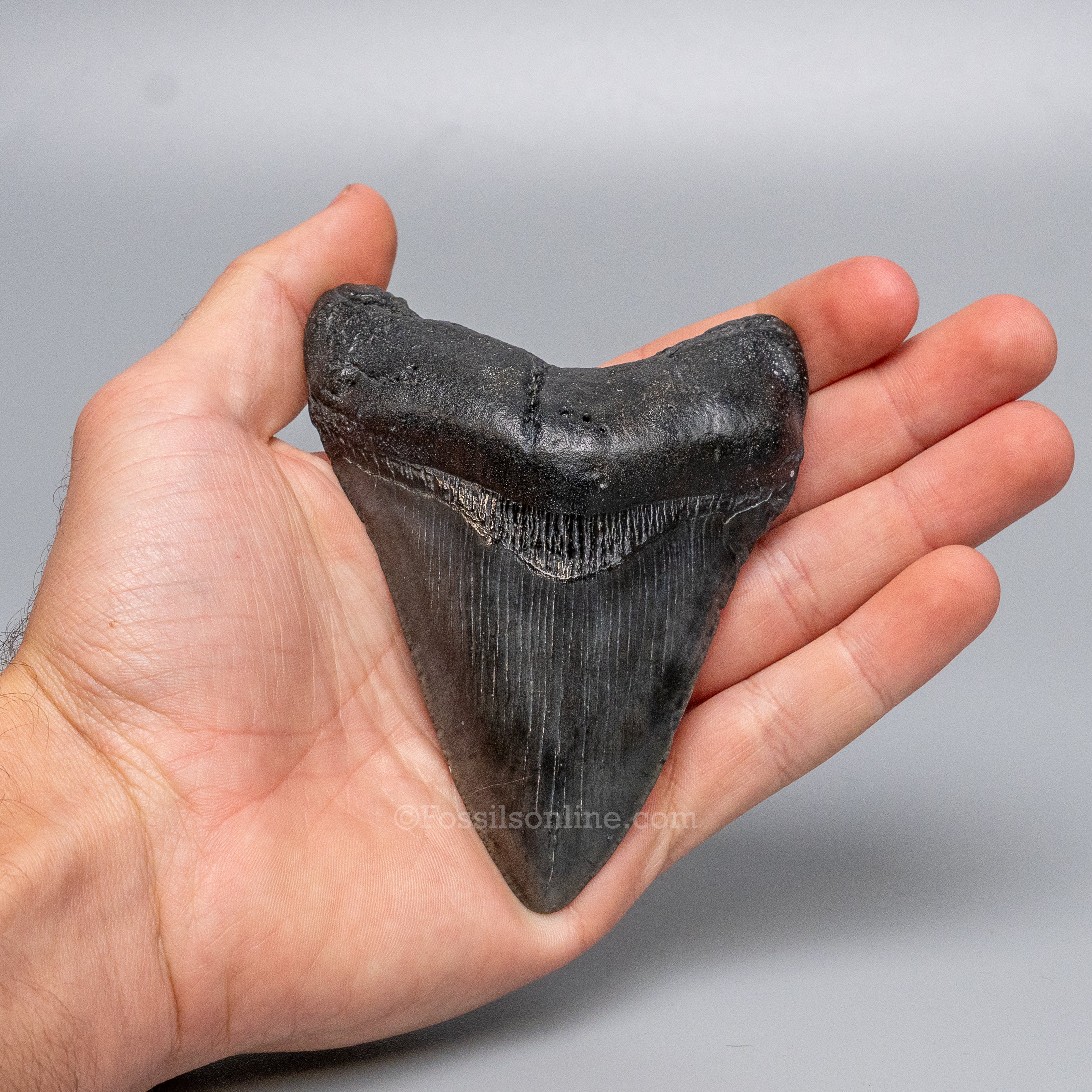 South Carolina Megalodon 4.14"