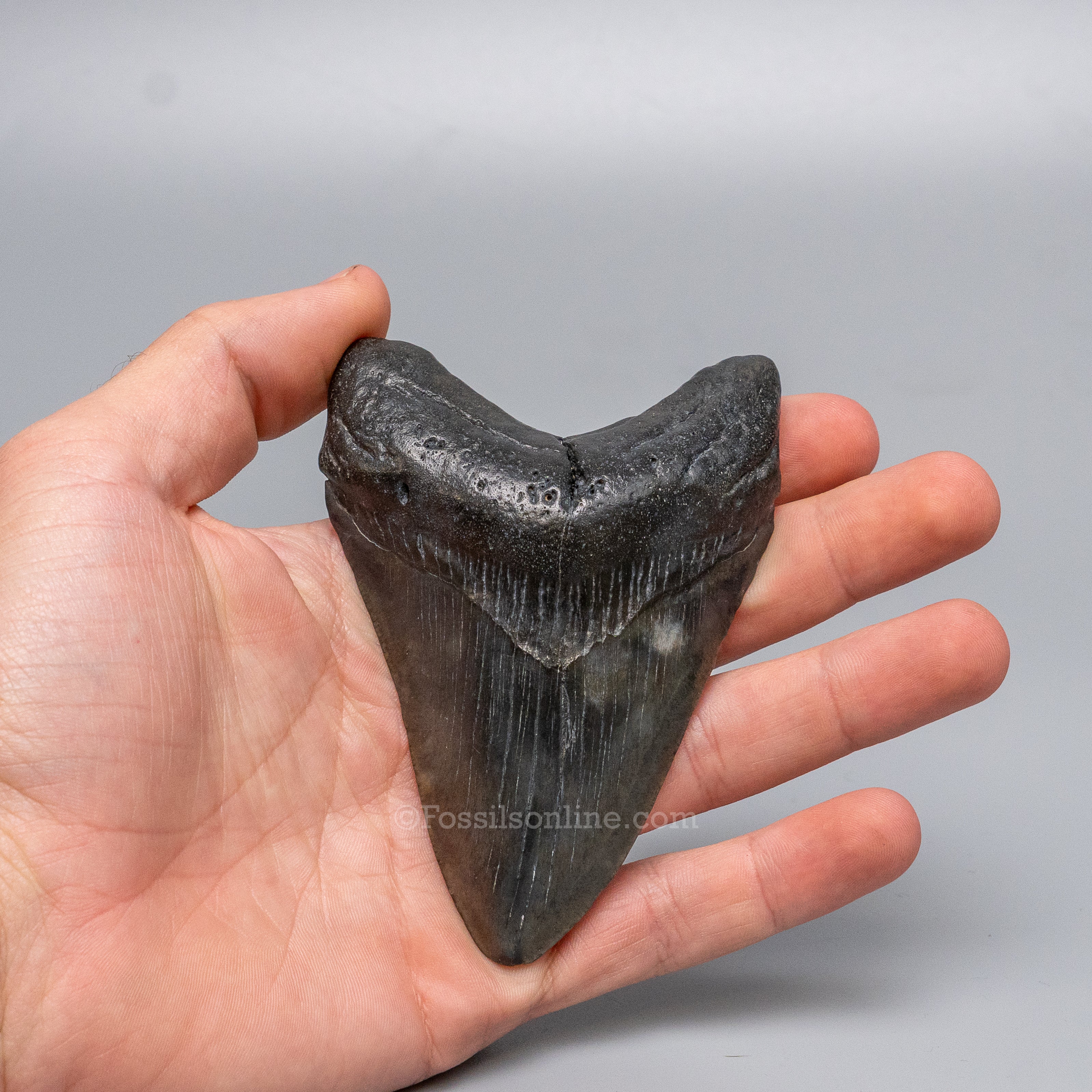 South Carolina Megalodon 4.03"