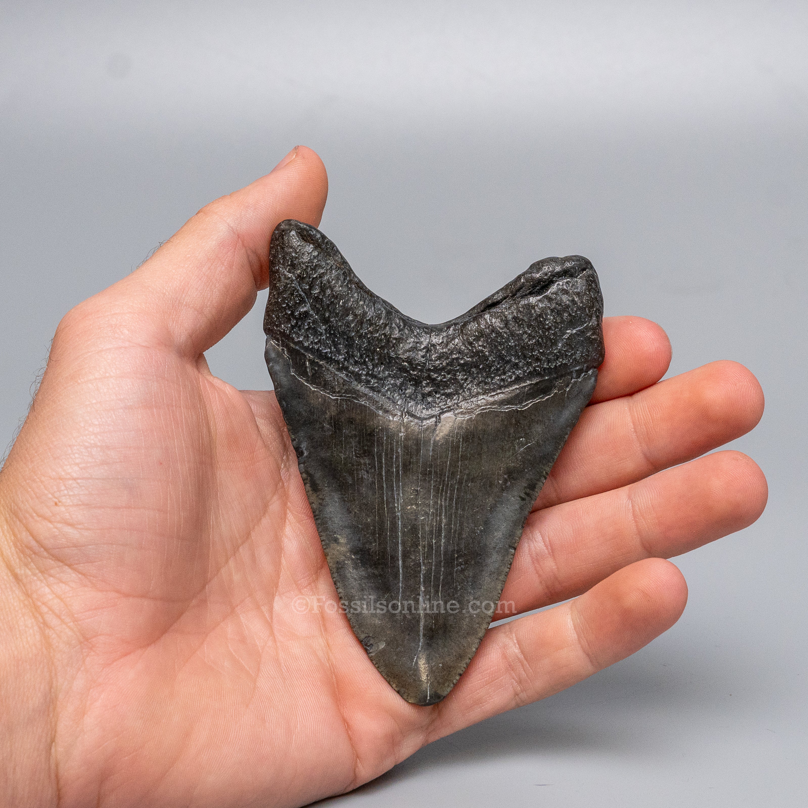 South Carolina Megalodon 4.03"