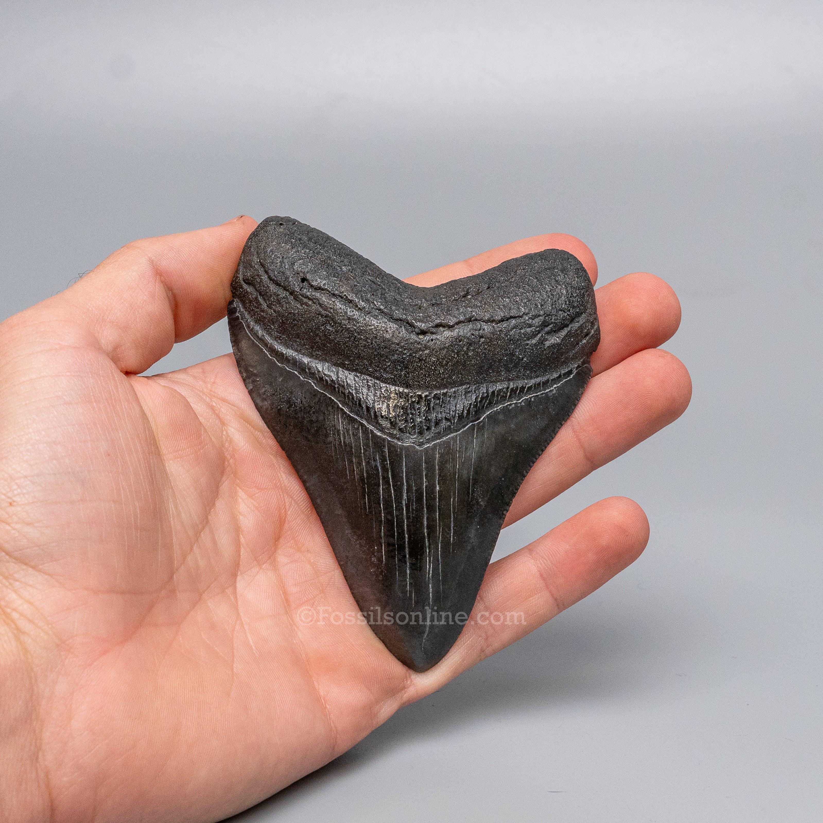 South Carolina Megalodon 3.89"