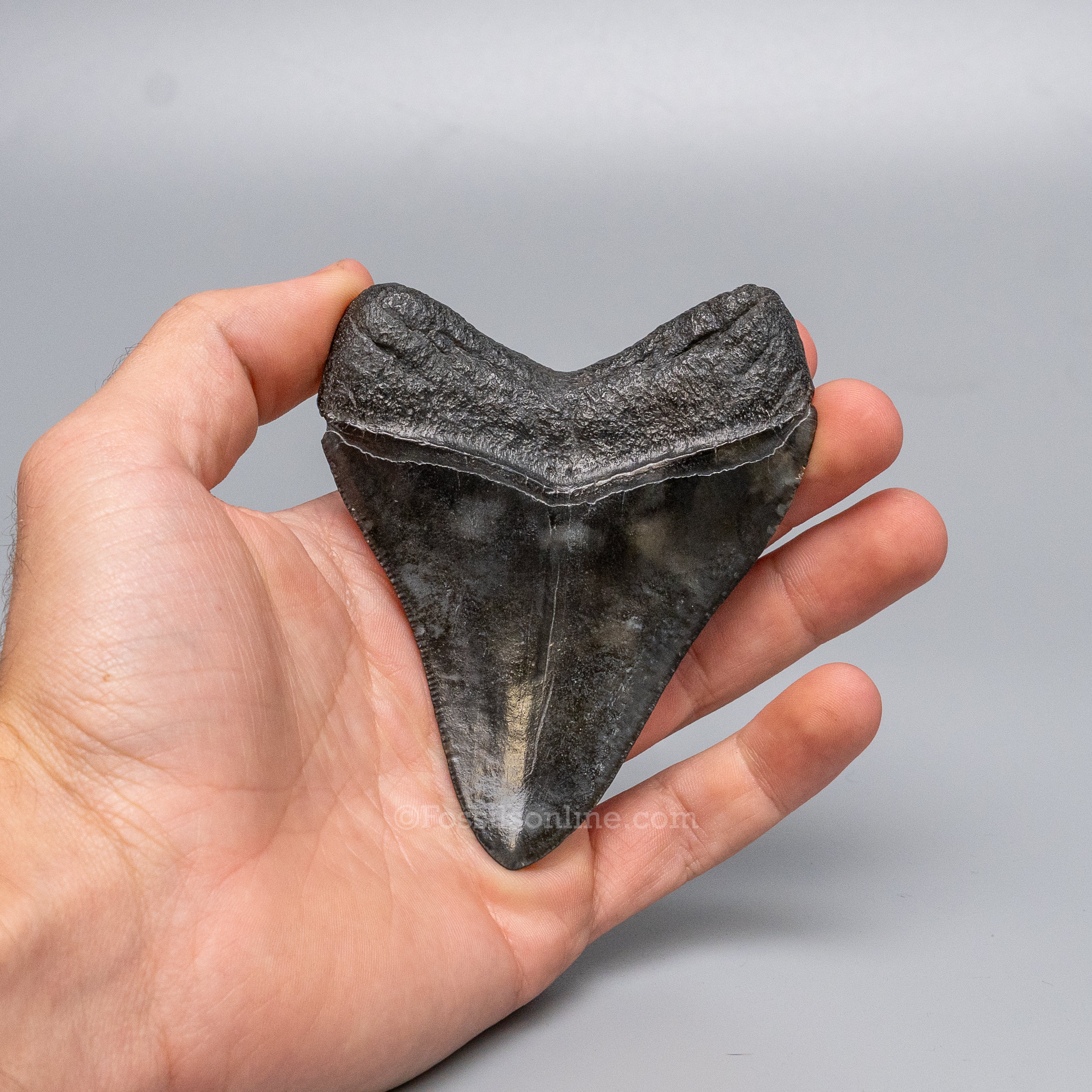 South Carolina Megalodon 3.89"