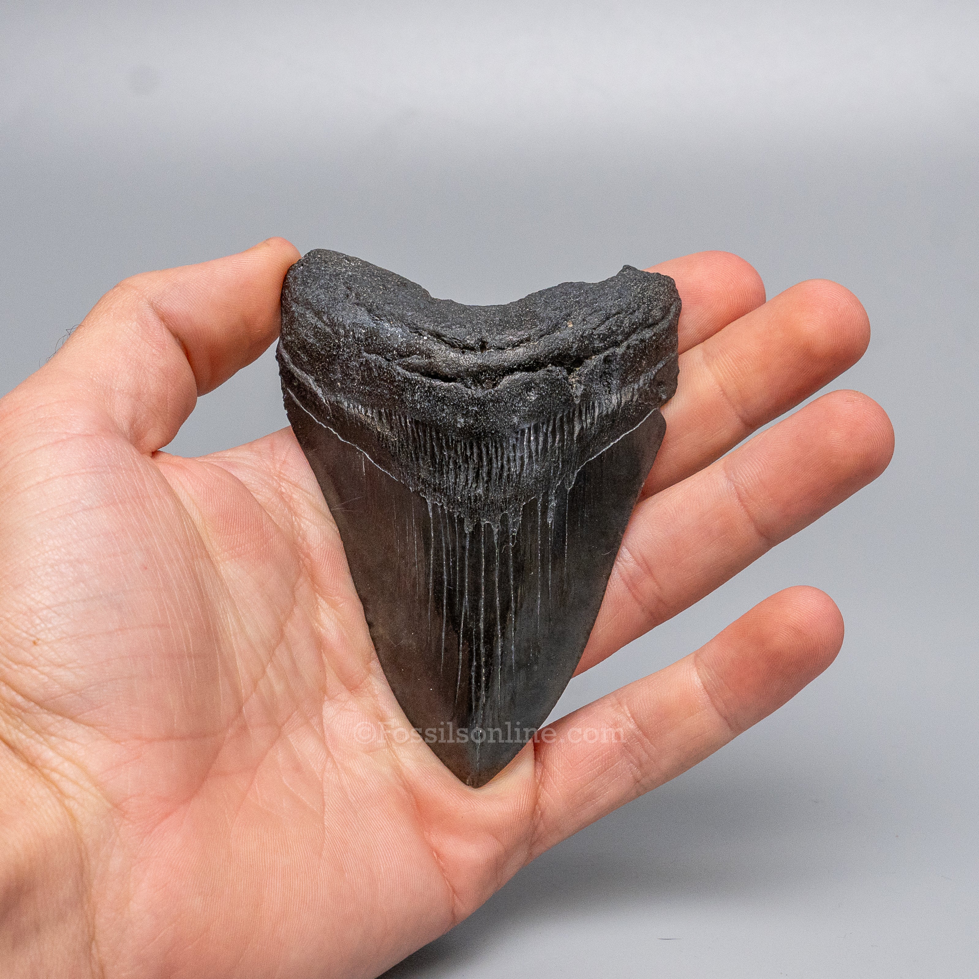 South Carolina Megalodon 3.71"