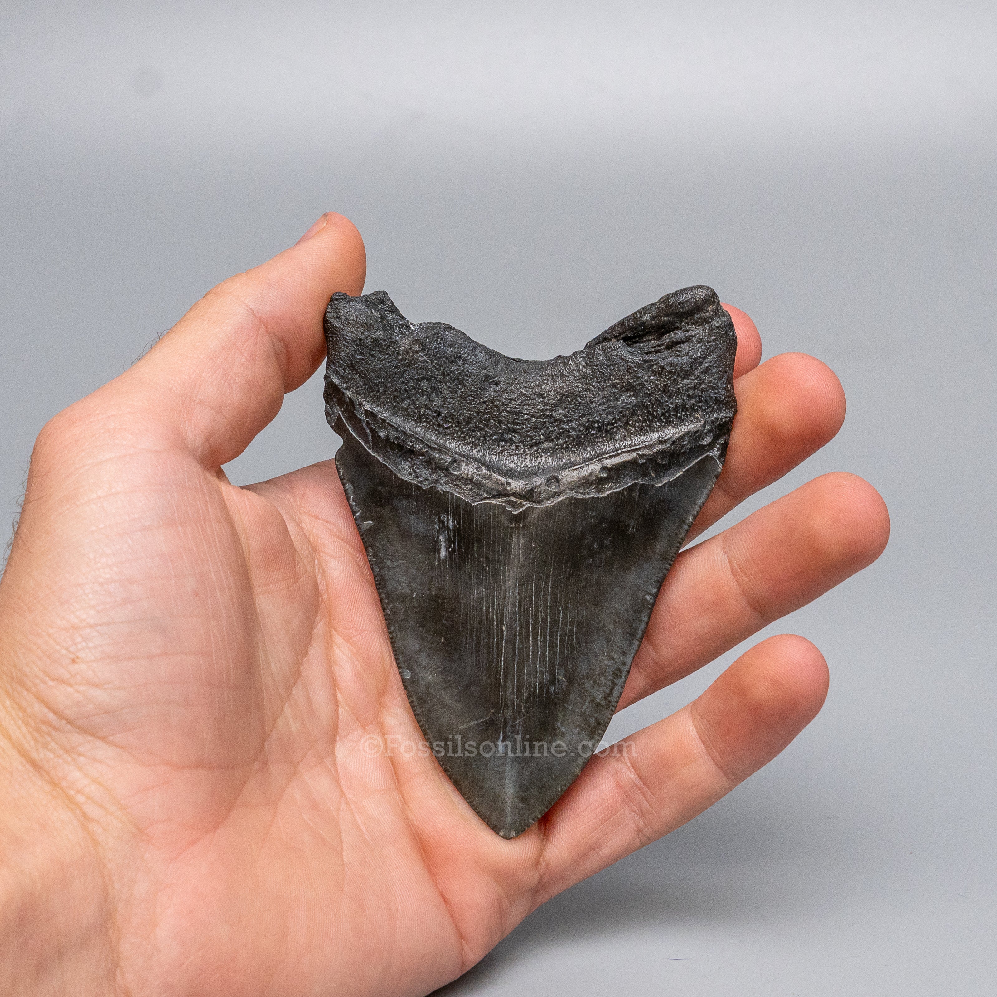 South Carolina Megalodon 3.71"