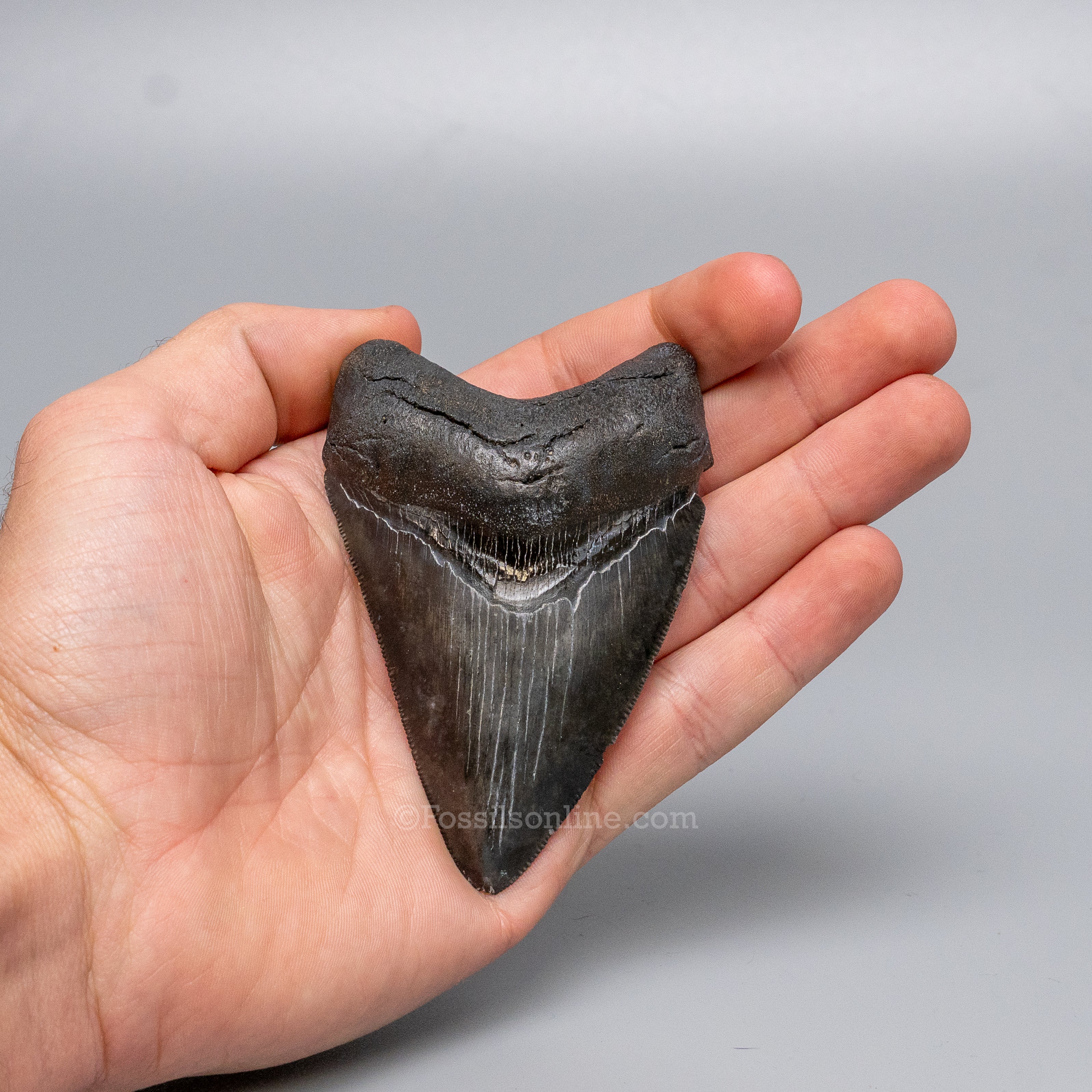 South Carolina Megalodon 3.56"